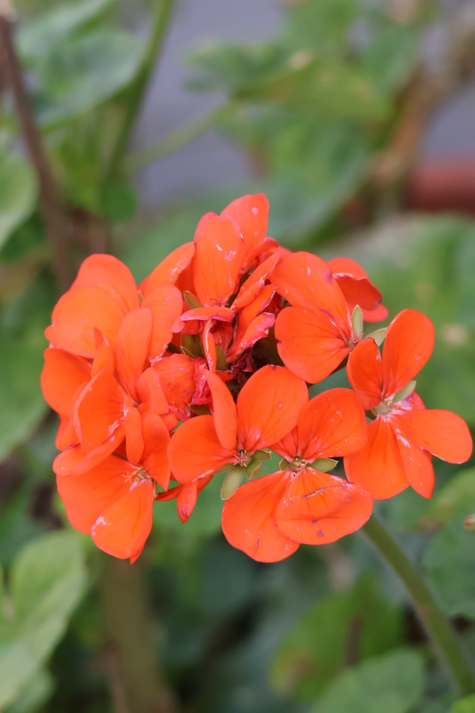 Flower 341
