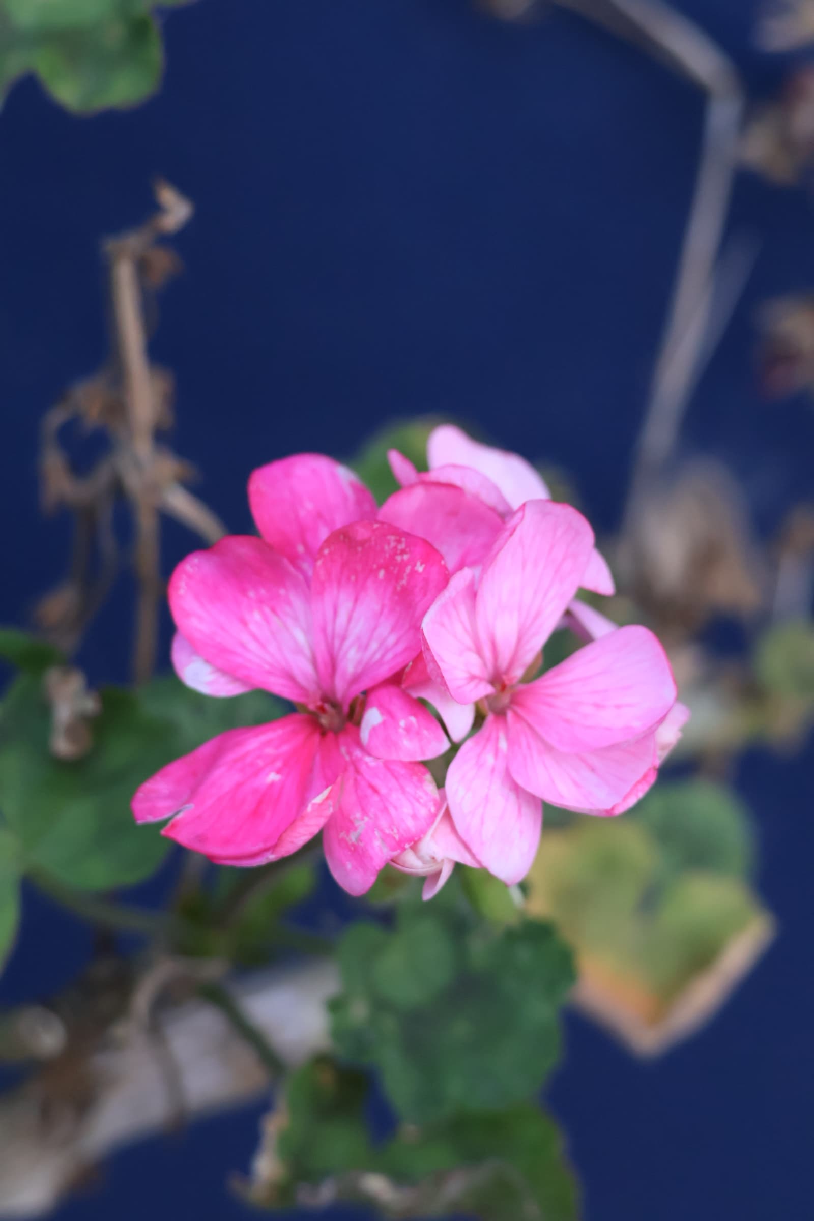 Flower 48