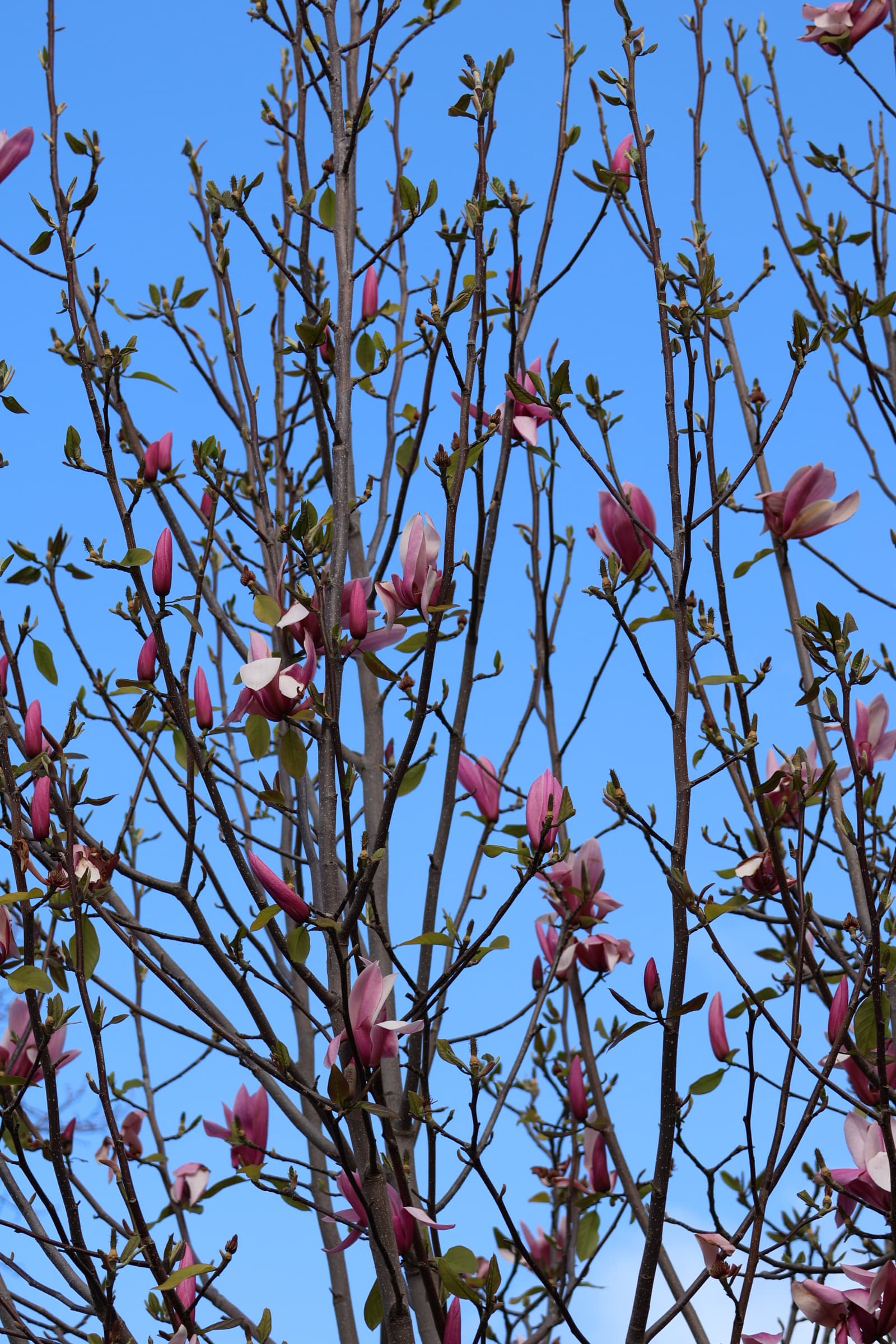 Flower 156
