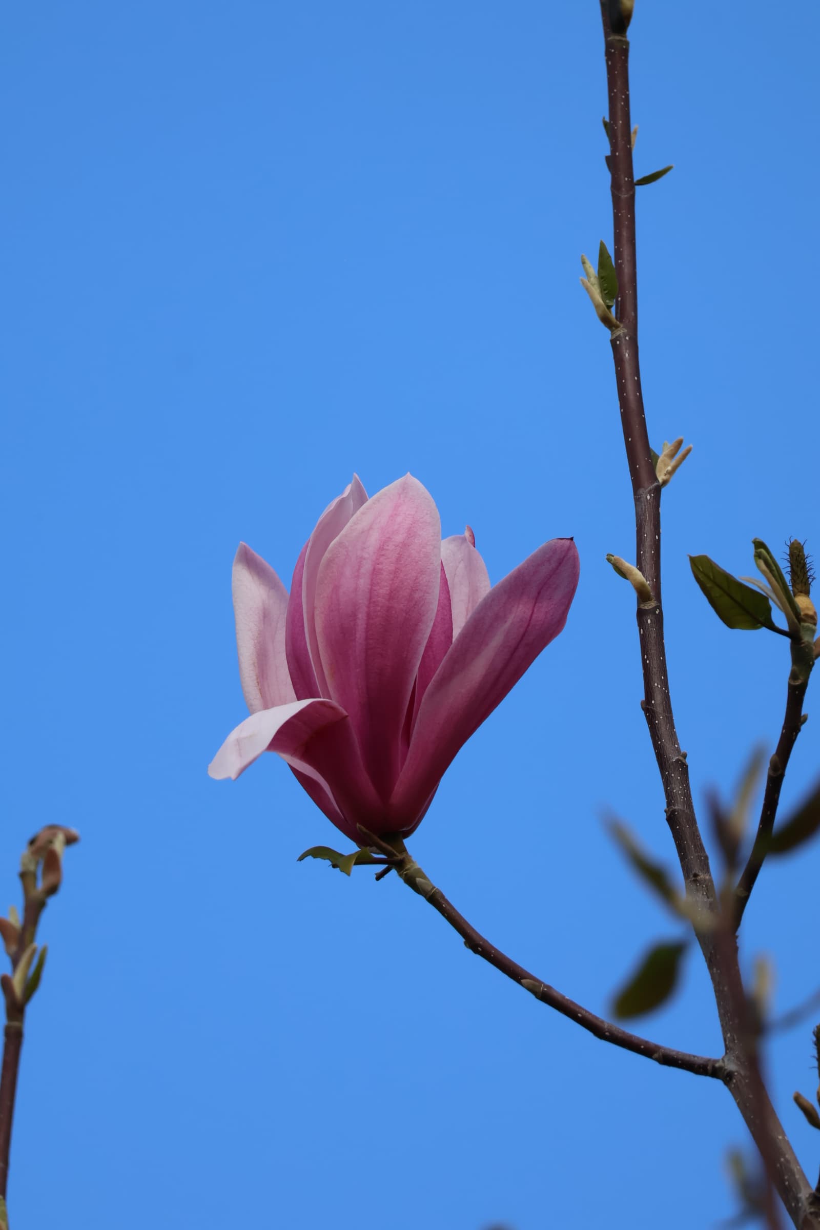Flower 202