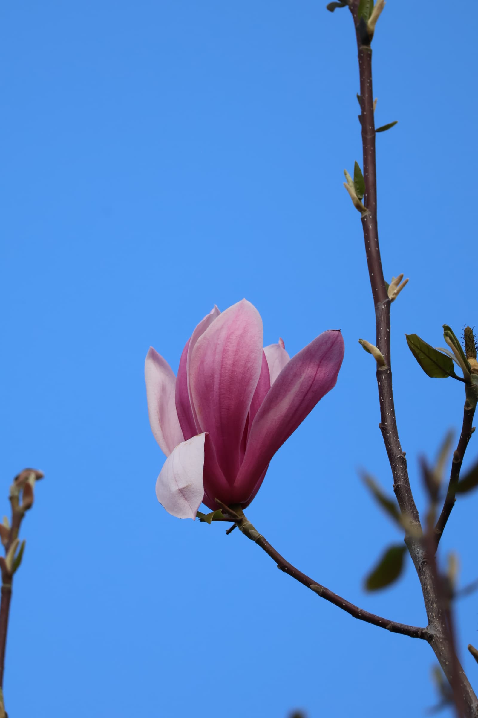 Flower 91