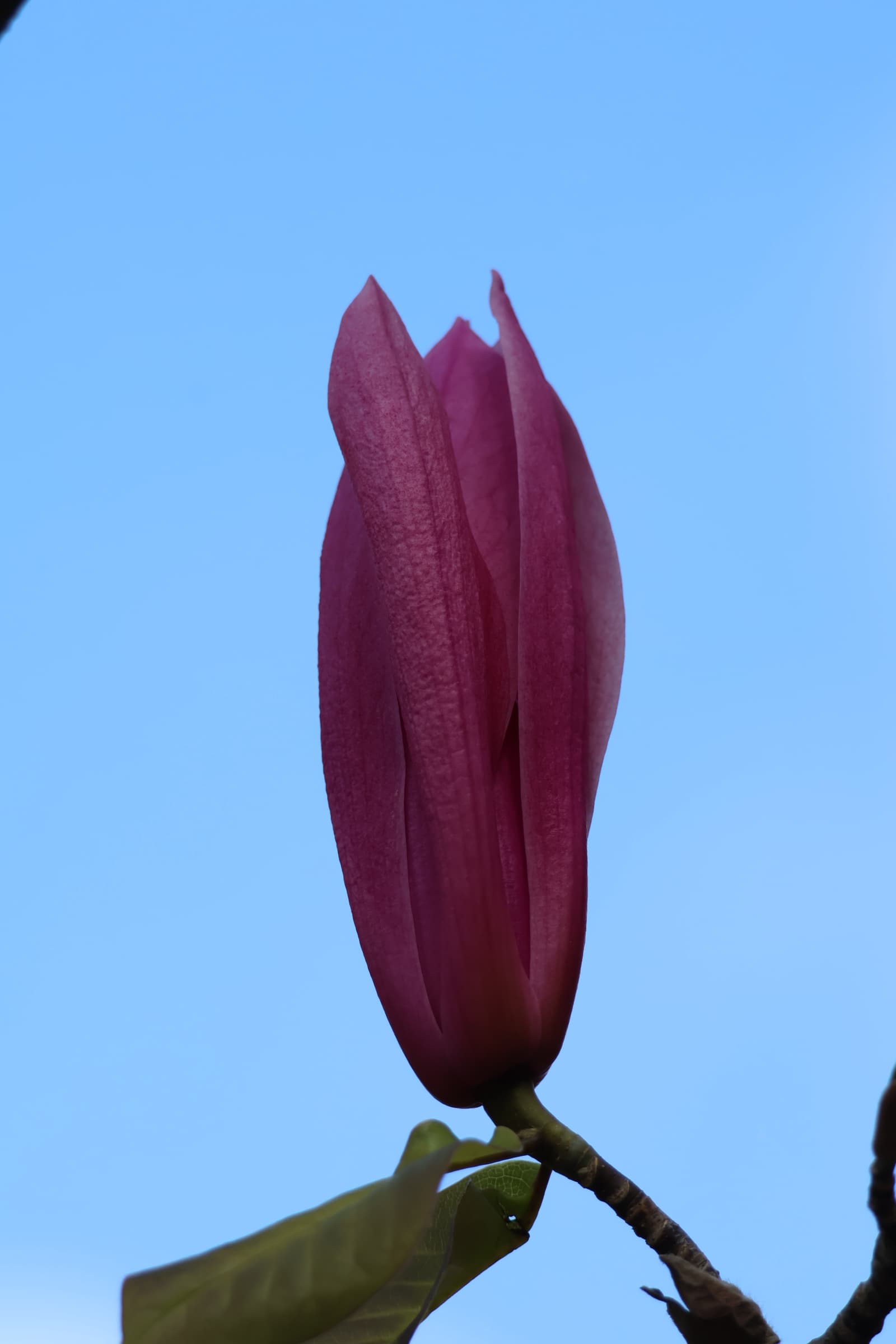 Flower 315