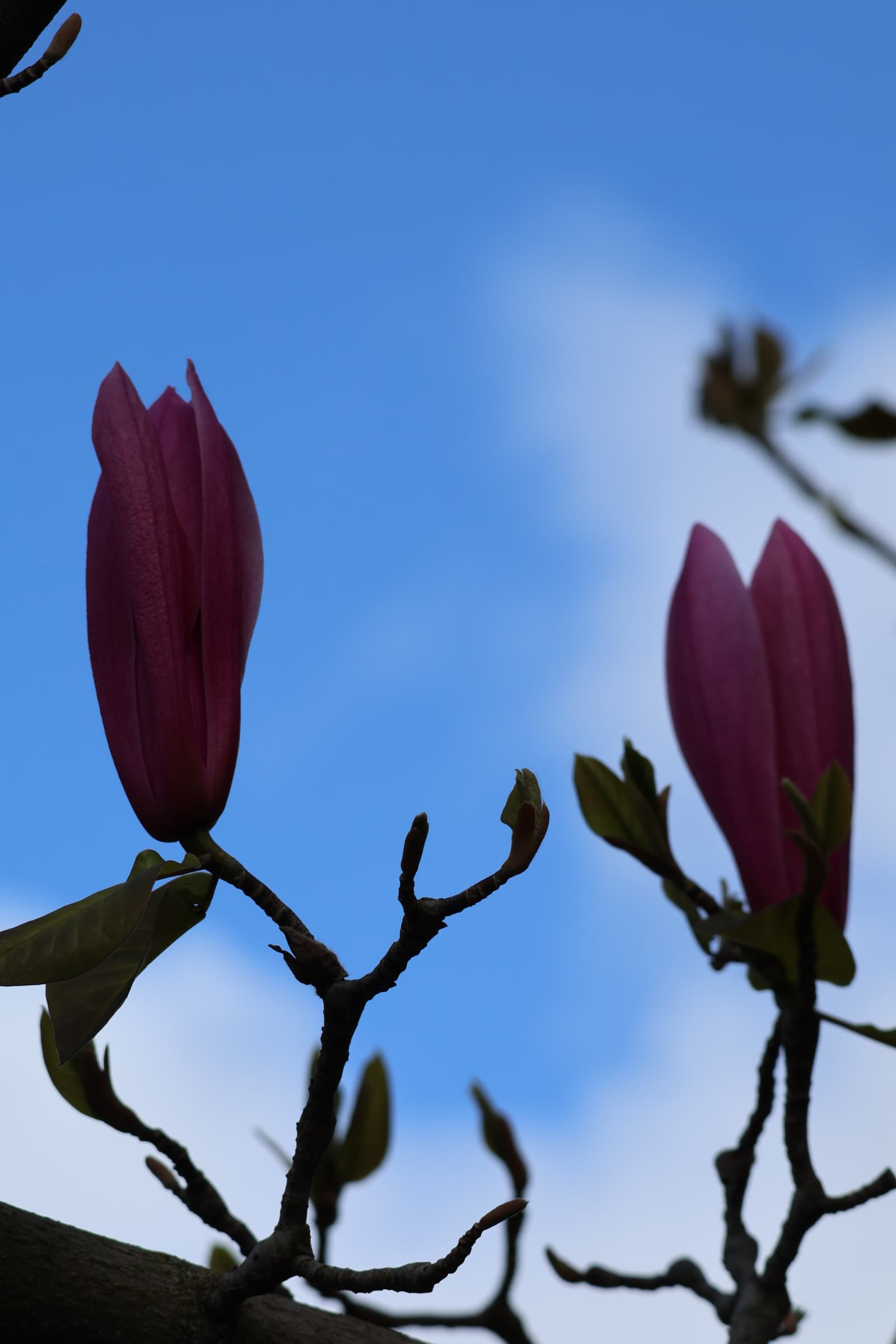 Flower 53
