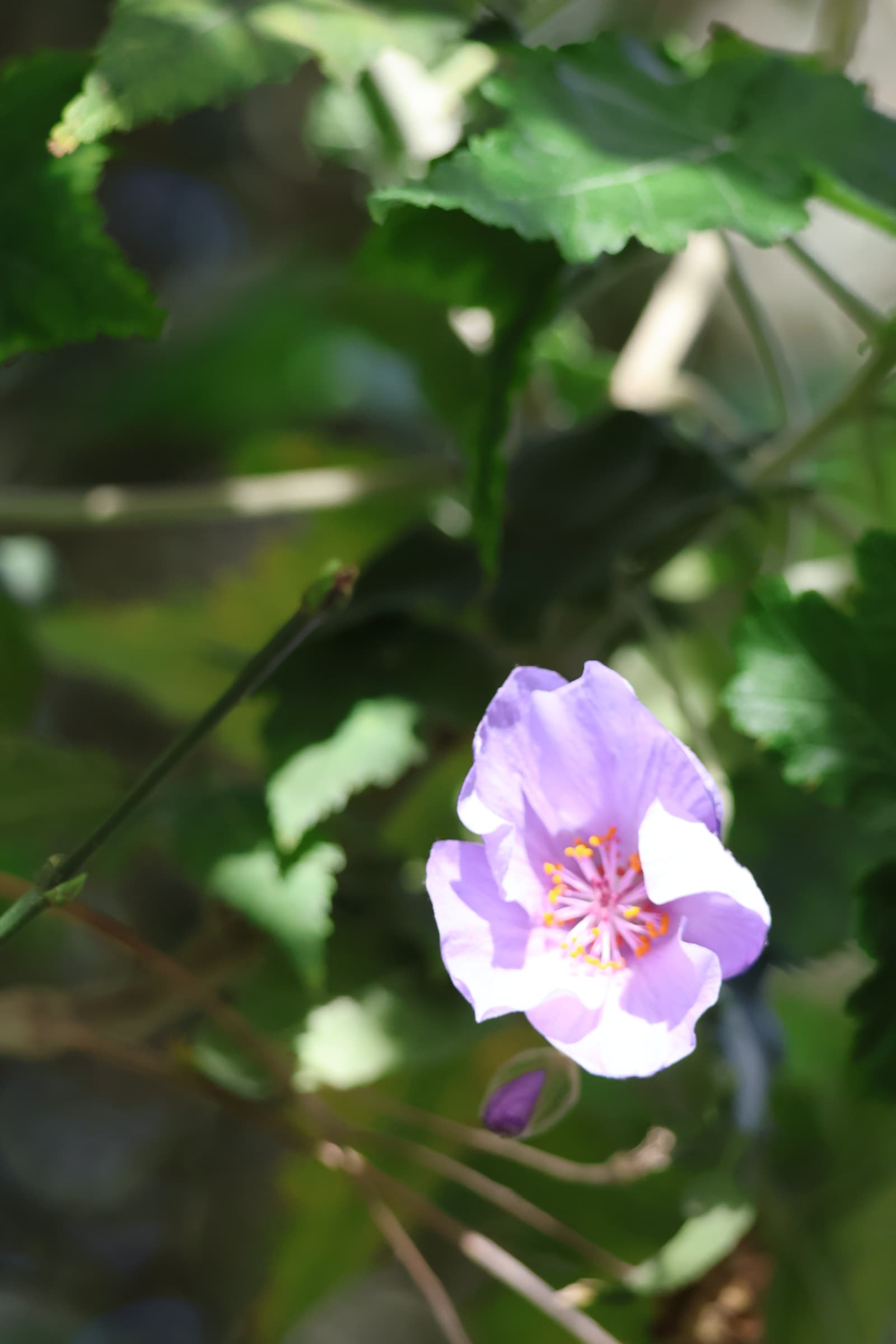 Flower 354
