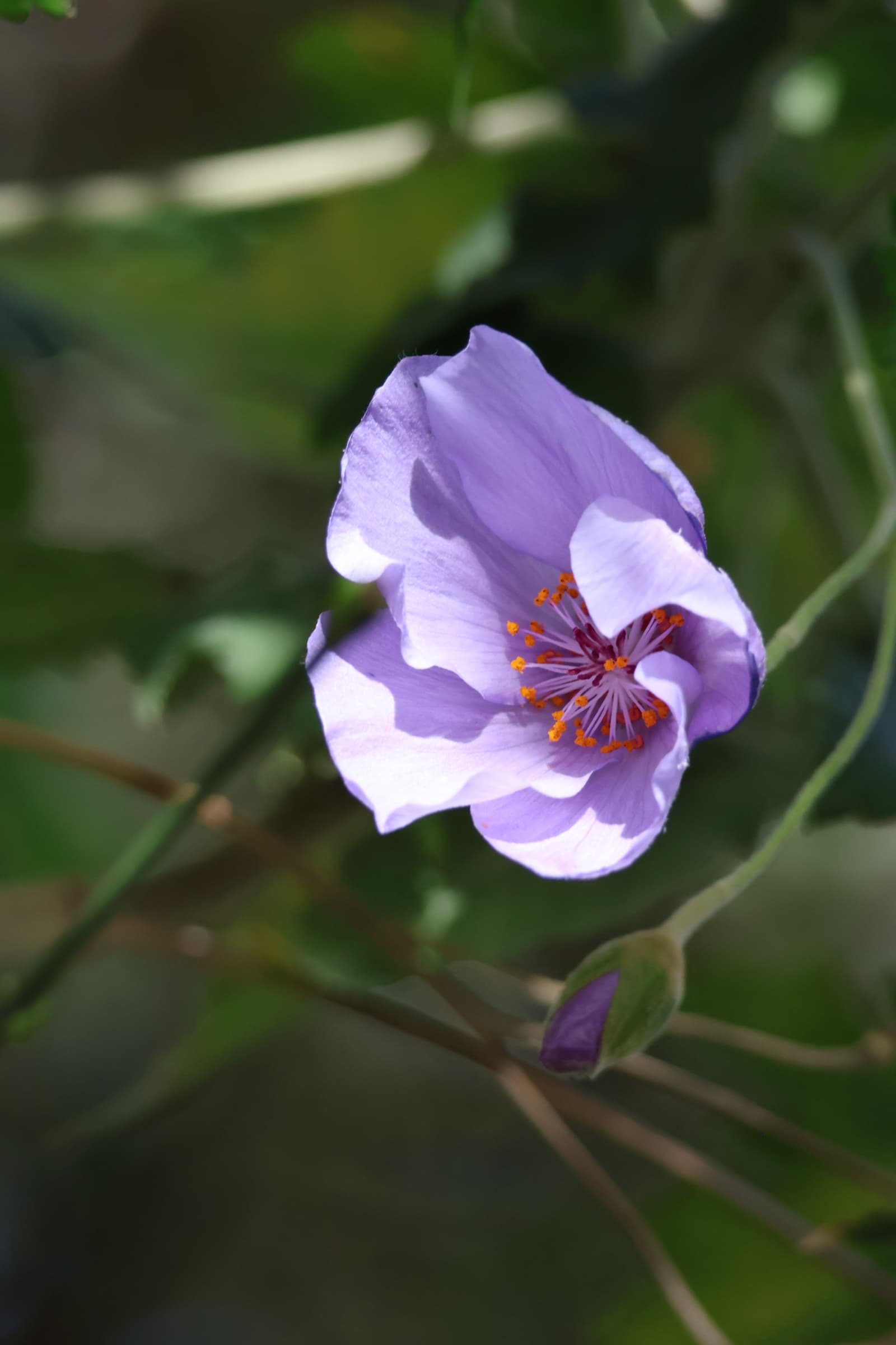Flower 367