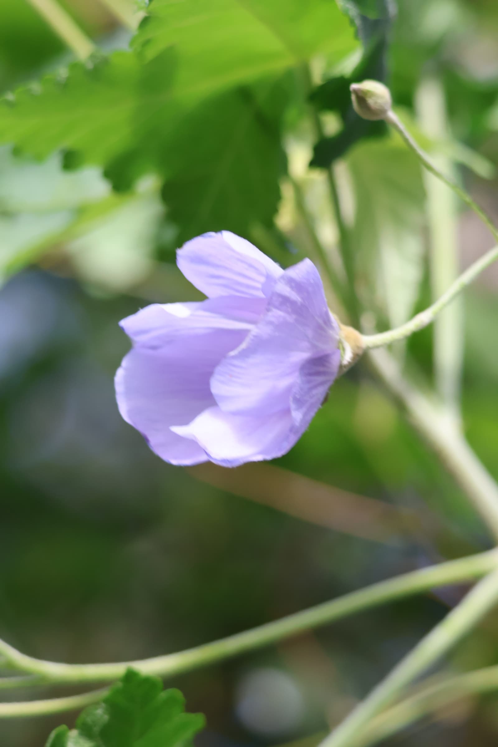 Flower 448