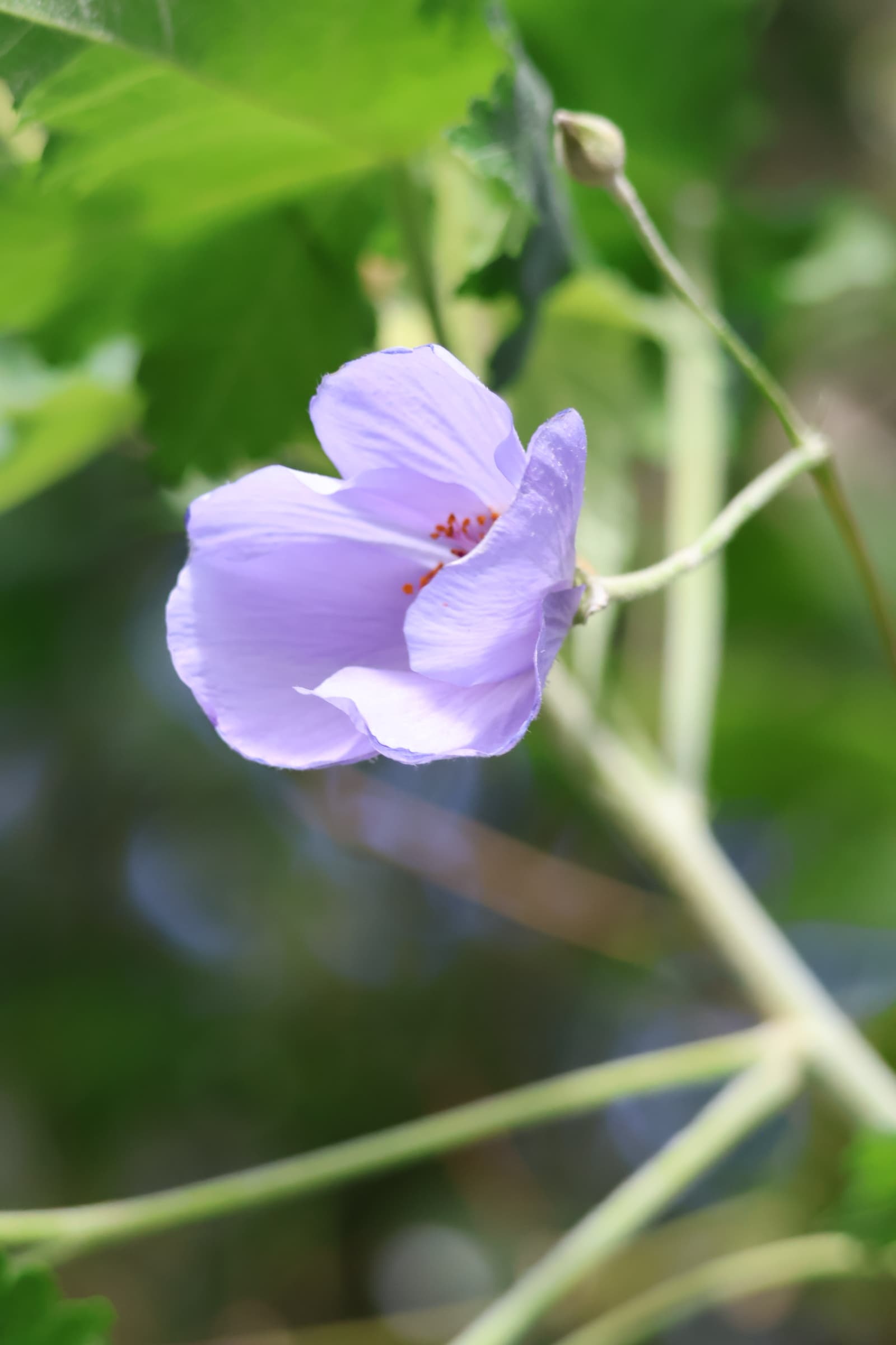 Flower 85