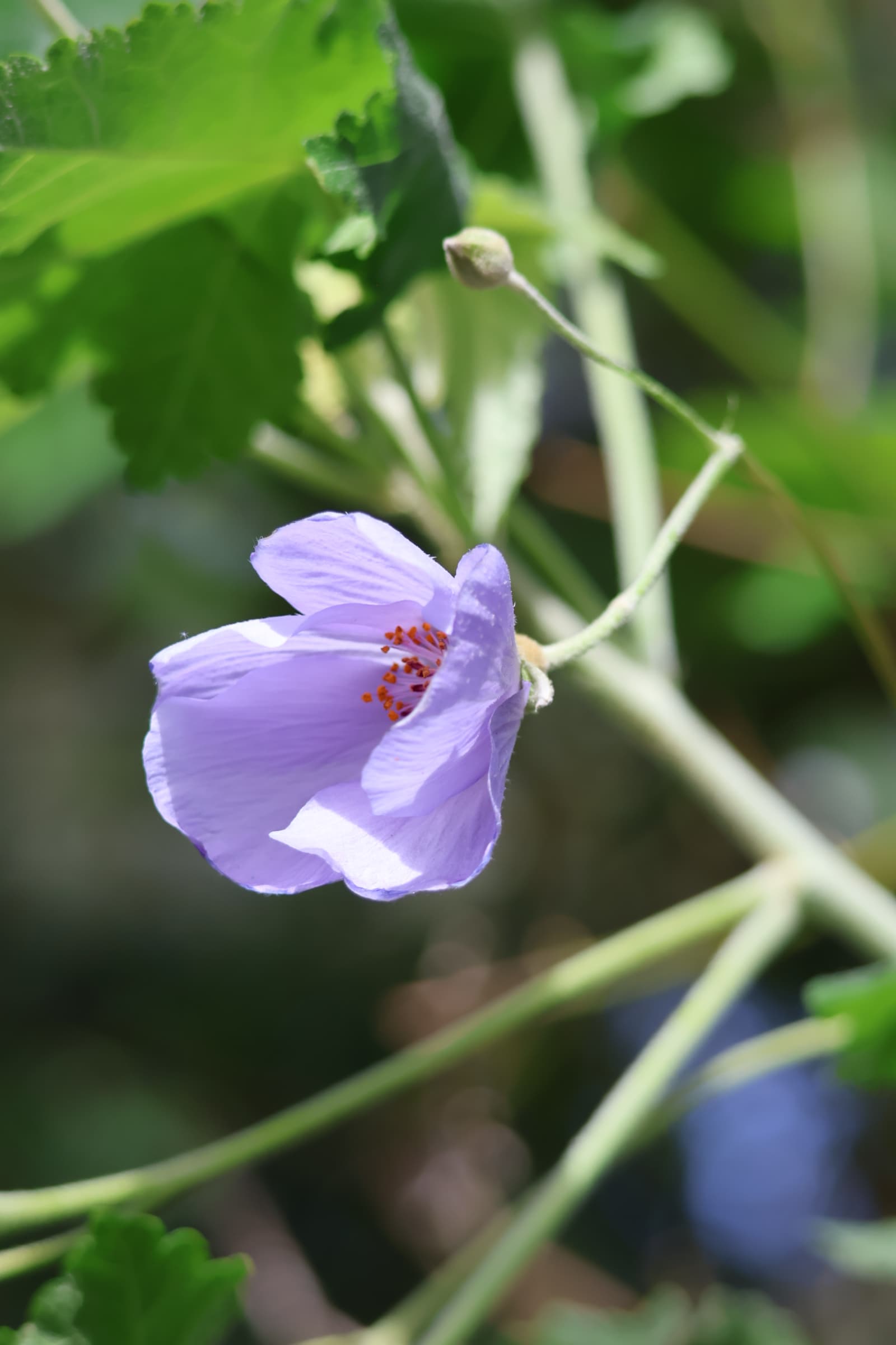 Flower 161