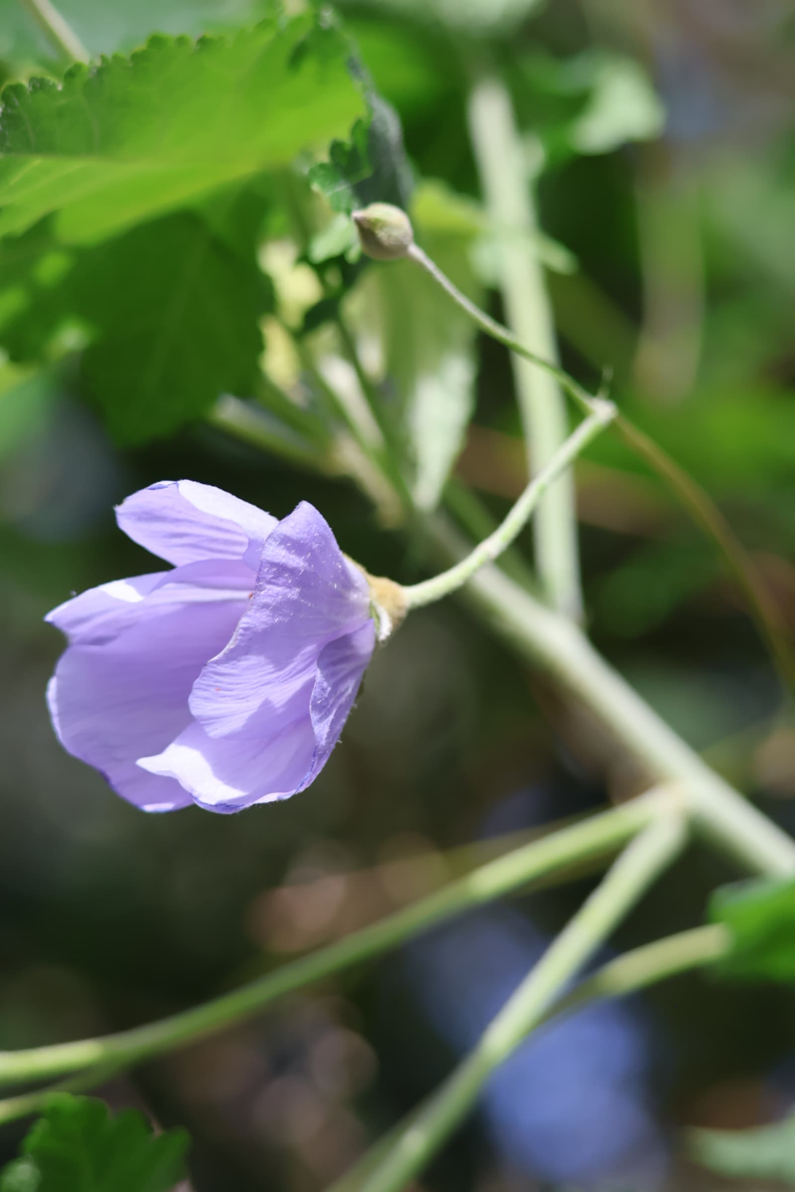 Flower 251