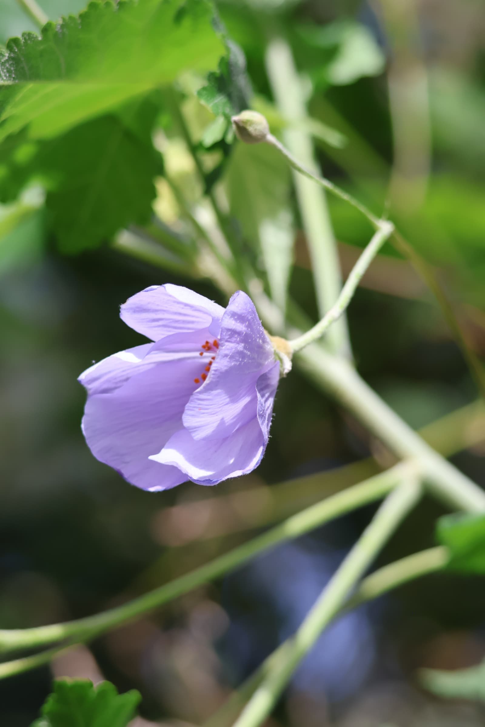 Flower 347