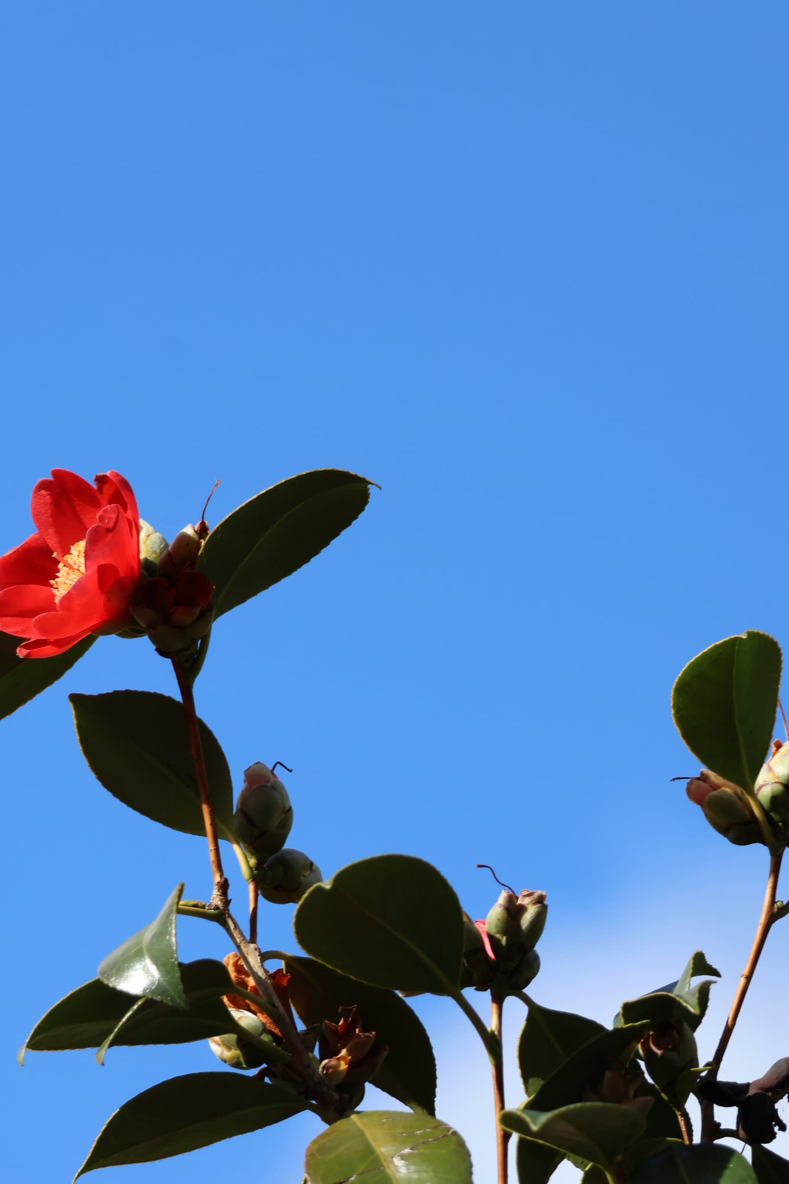 Flower 126