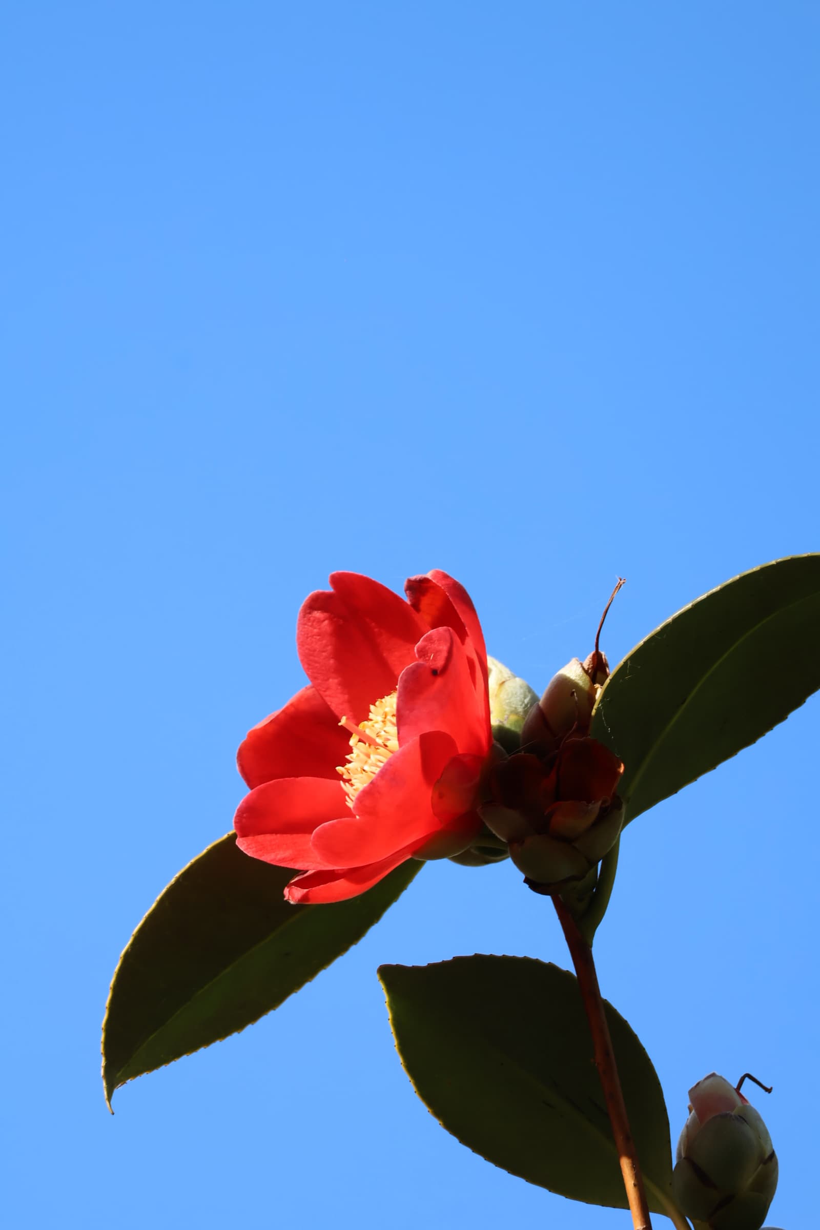 Flower 410