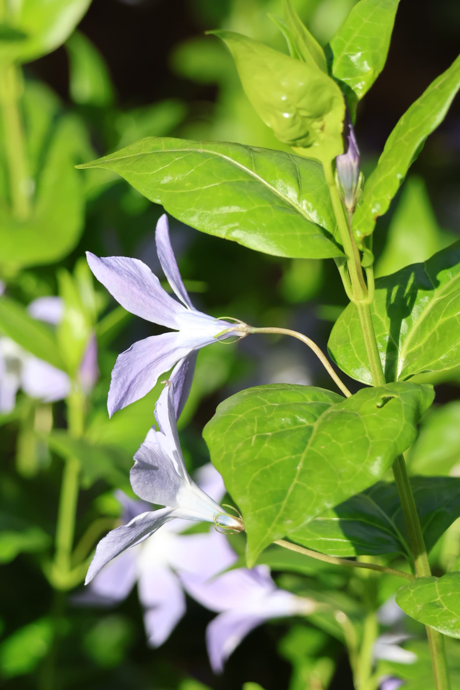 Flower 258