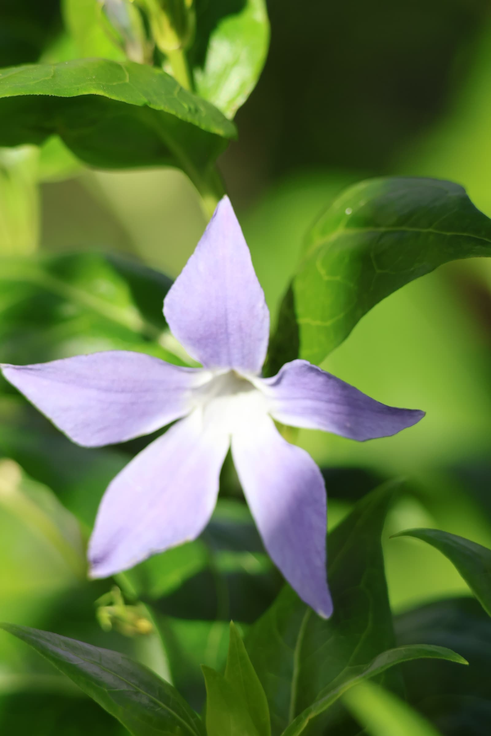 Flower 555