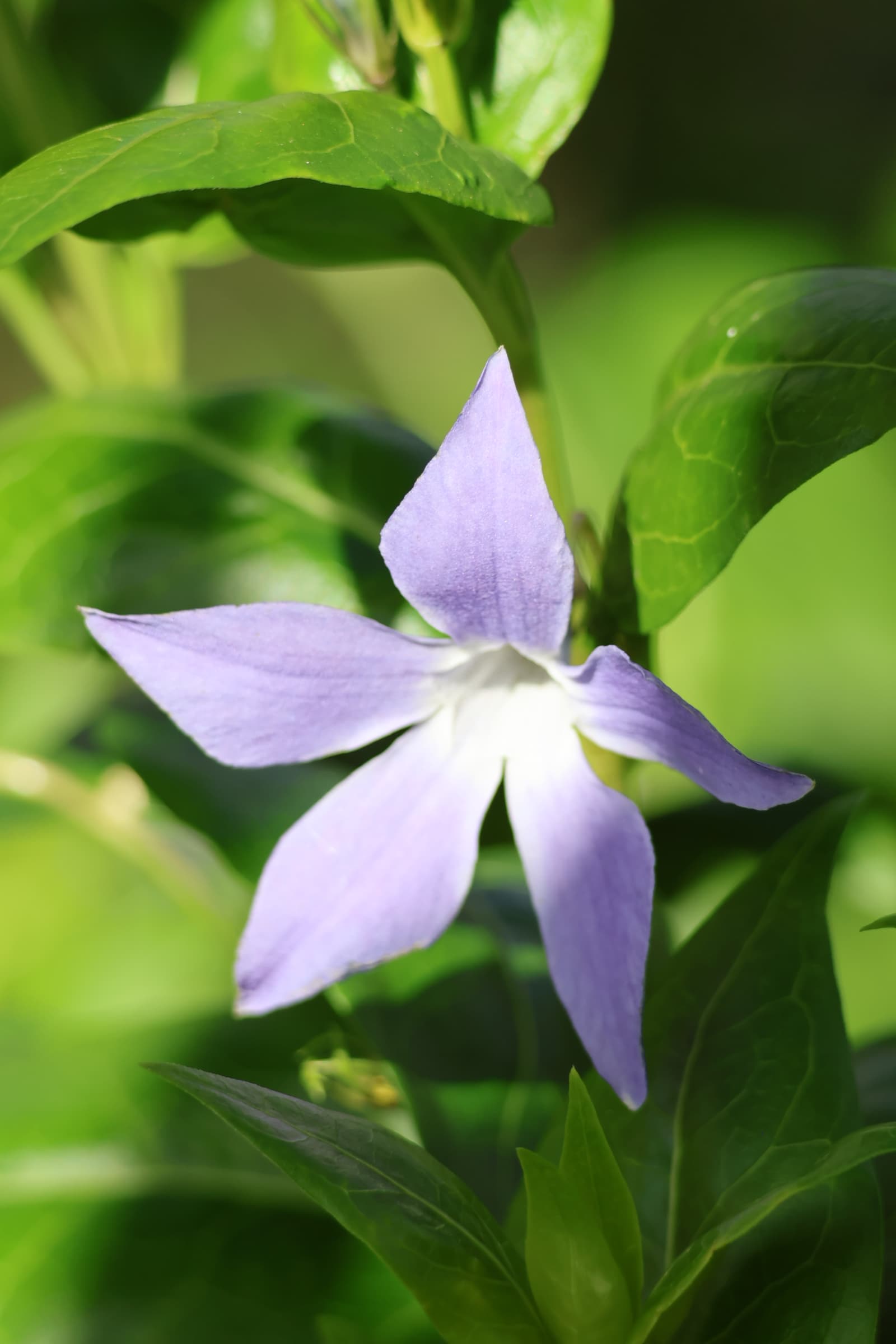 Flower 525