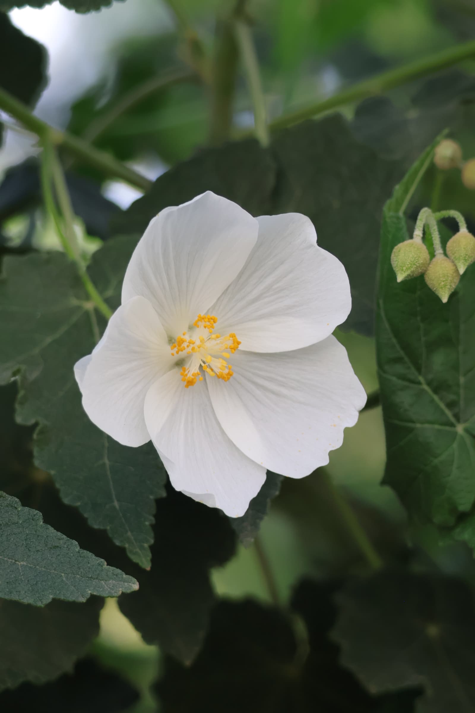 Flower 450