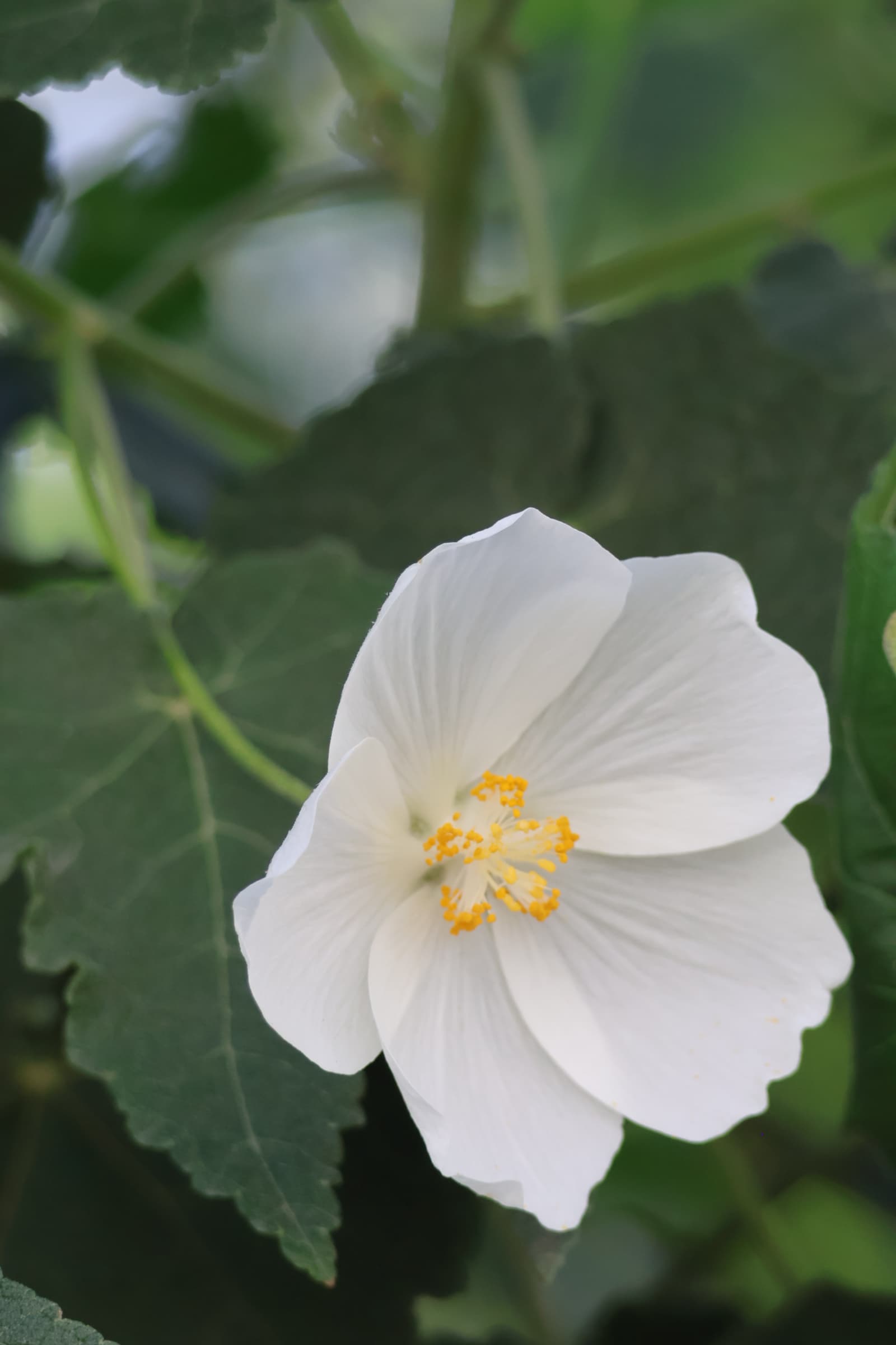 Flower 165