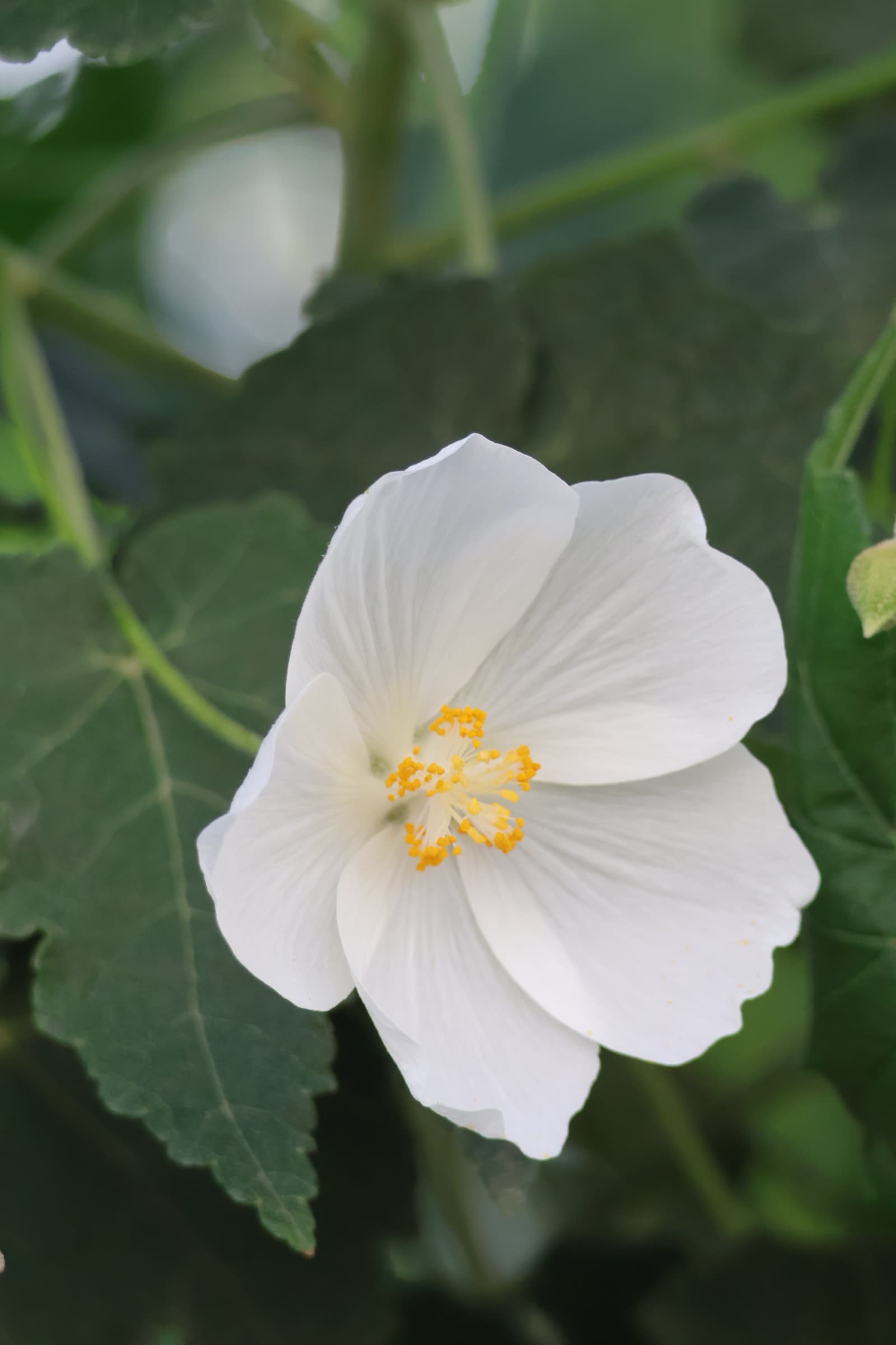 Flower 122