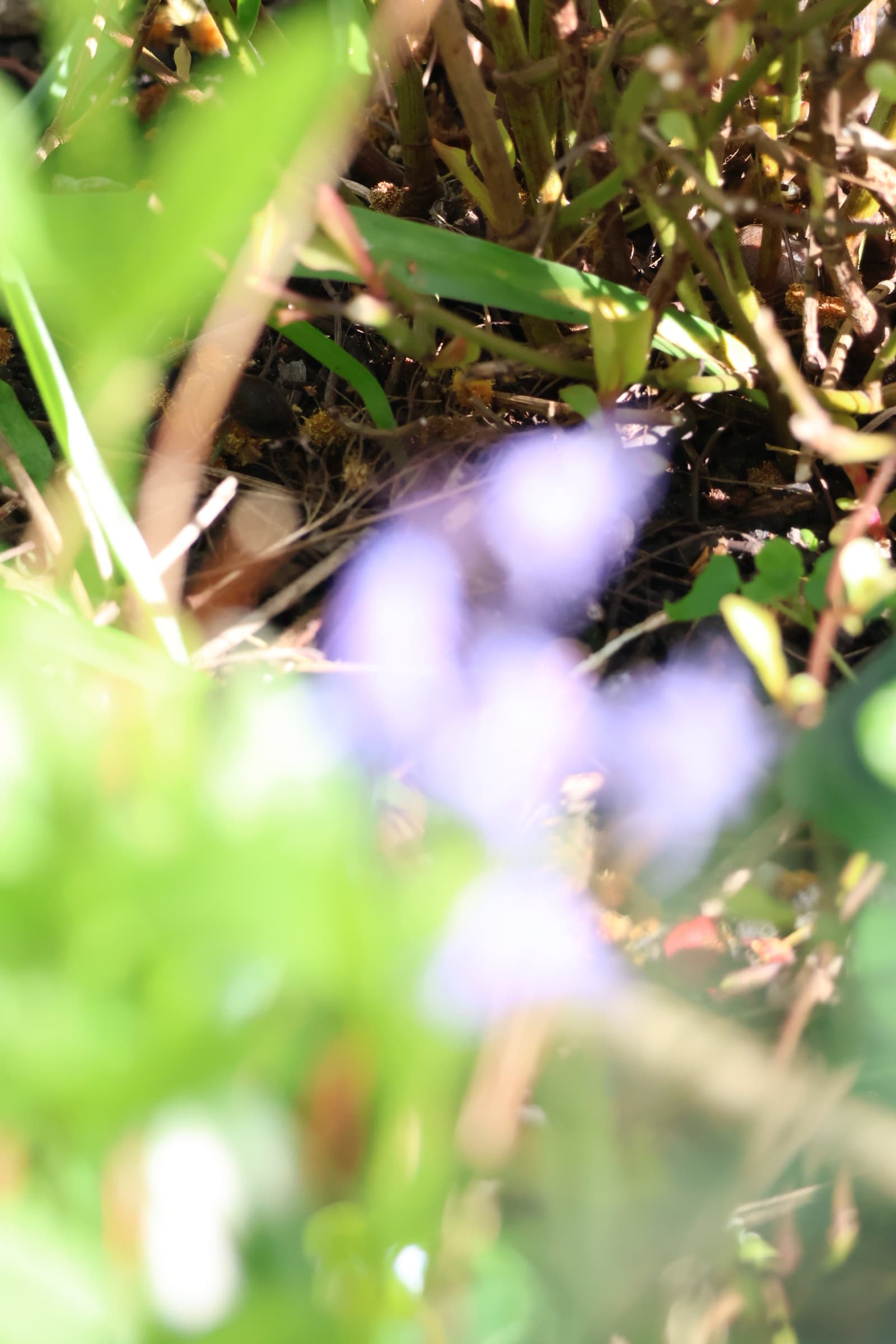Flower 557