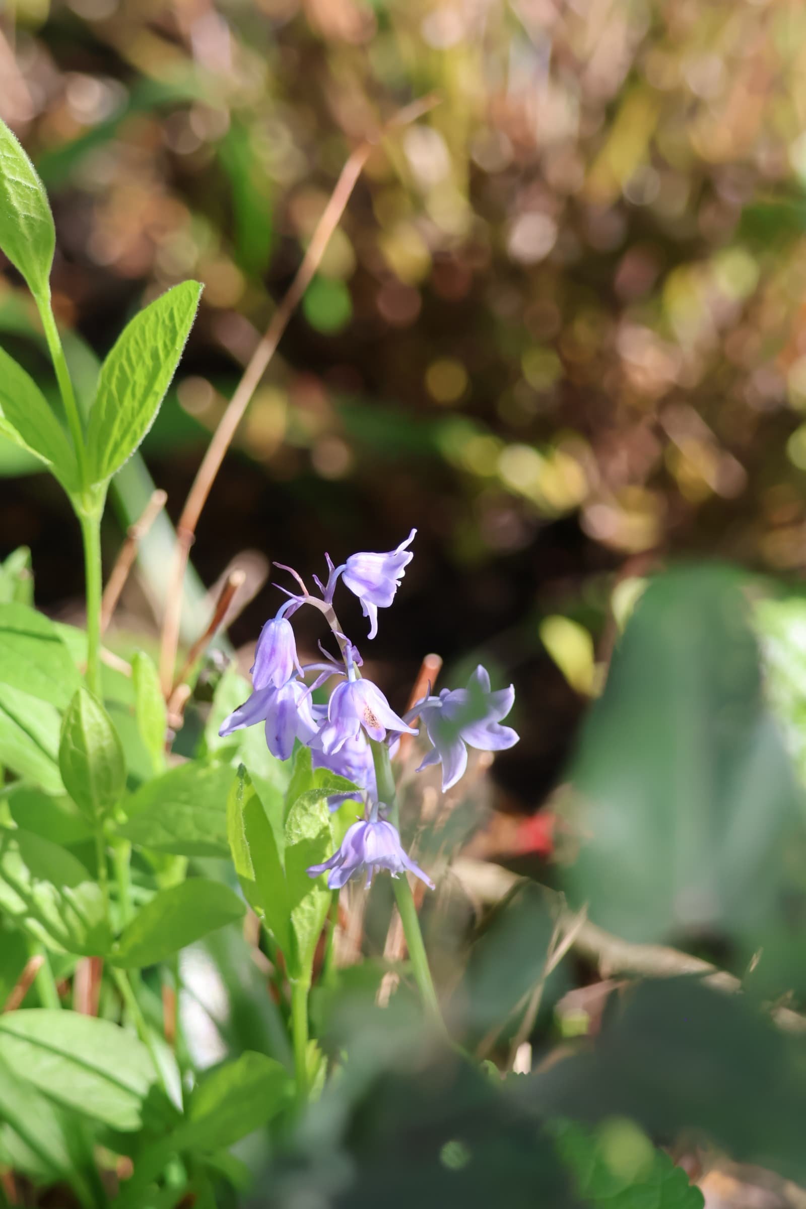 Flower 245