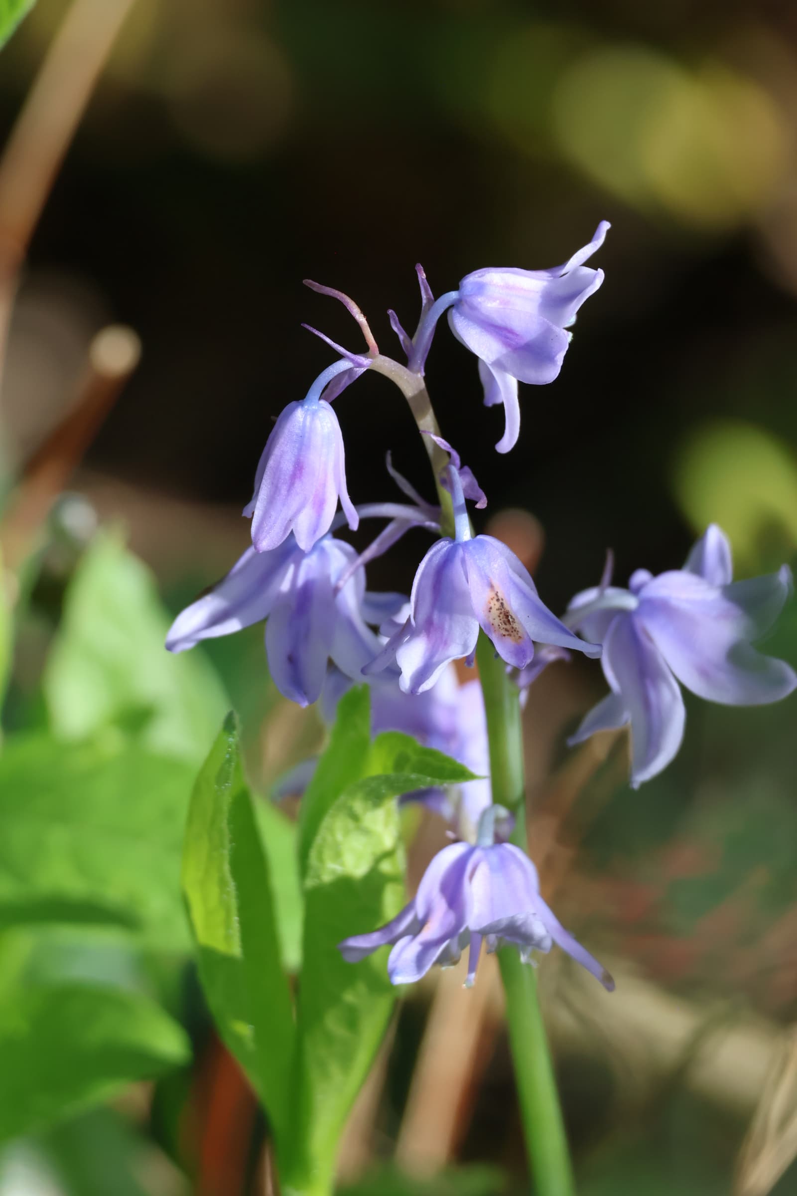 Flower 473