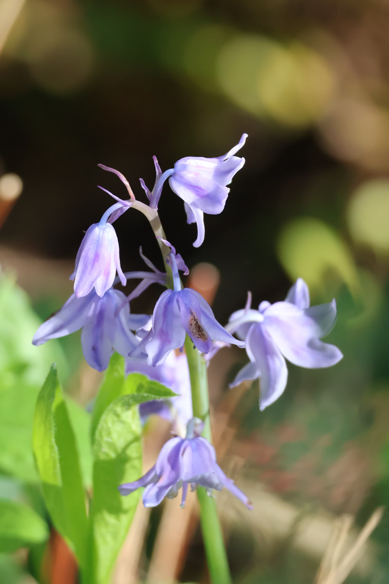 Flower 104