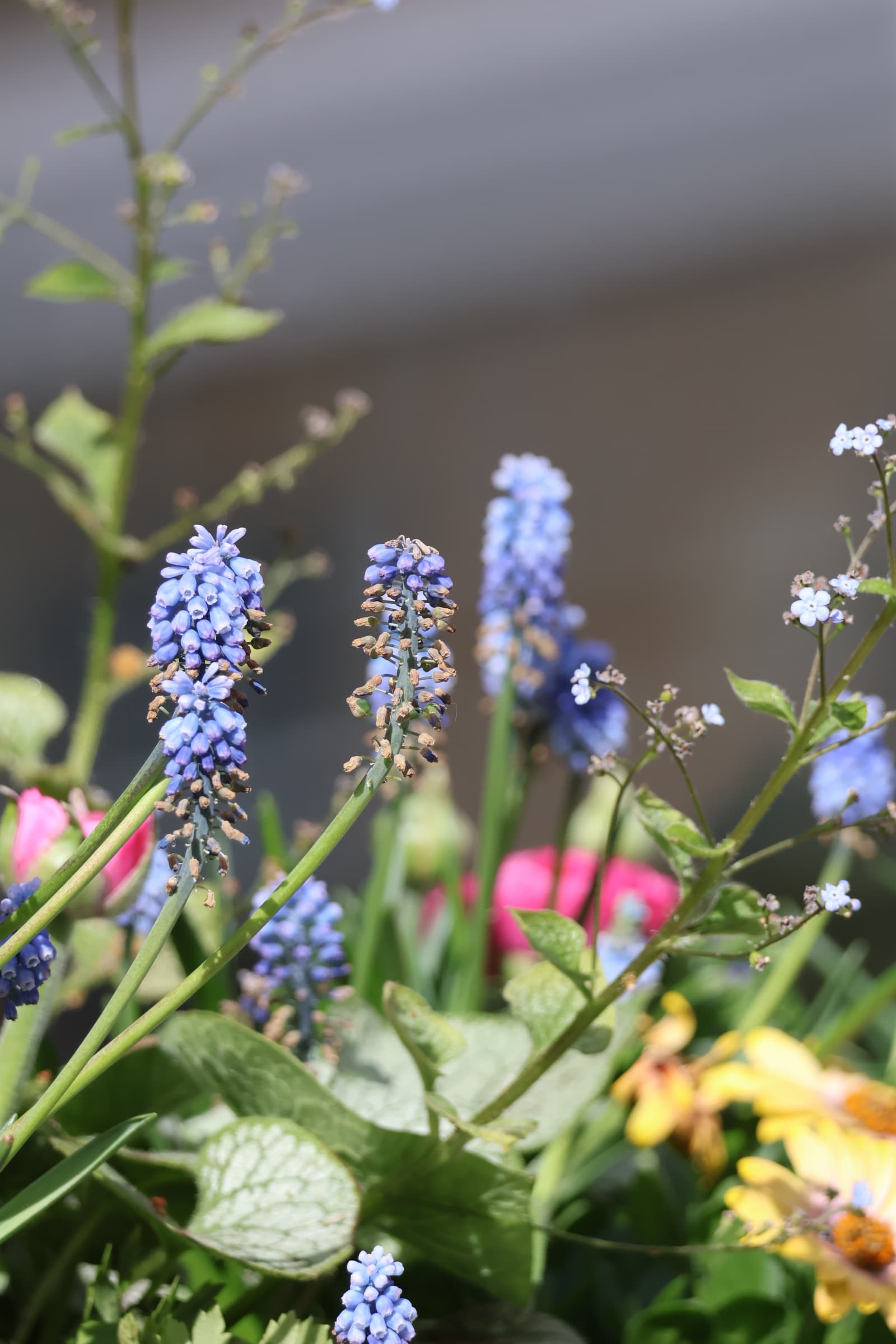 Flower 545
