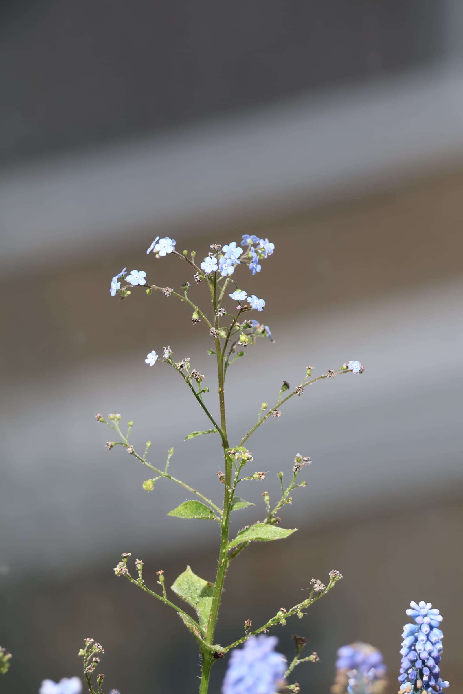 Flower 152