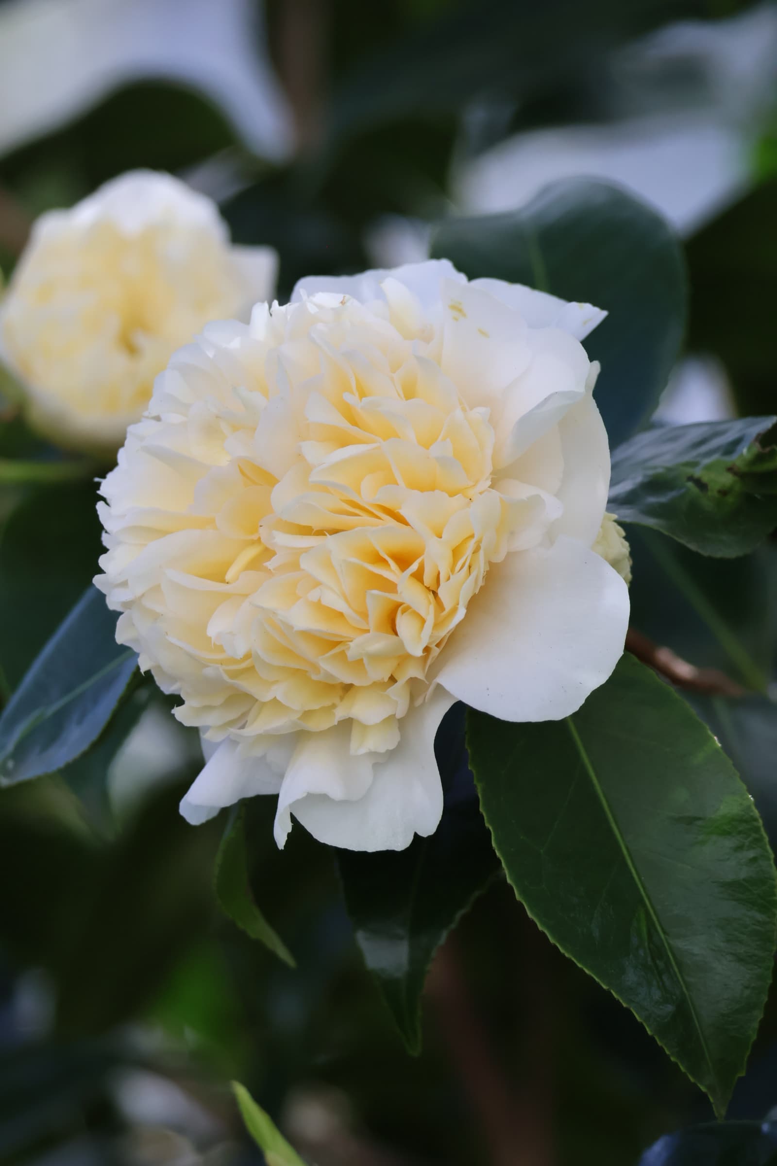 Flower 249