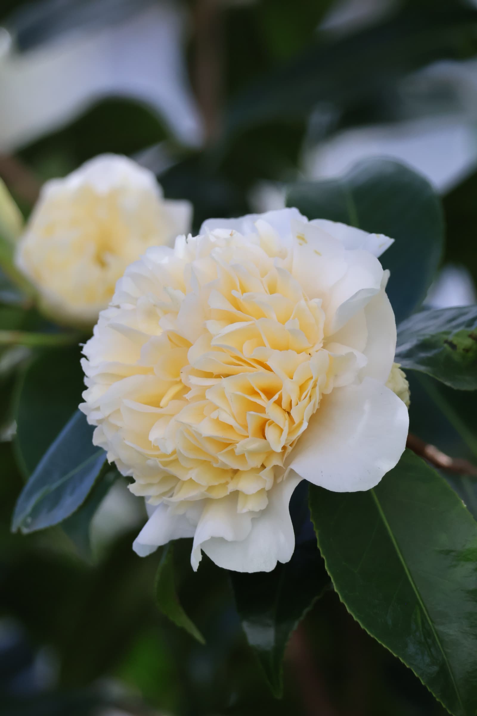 Flower 466