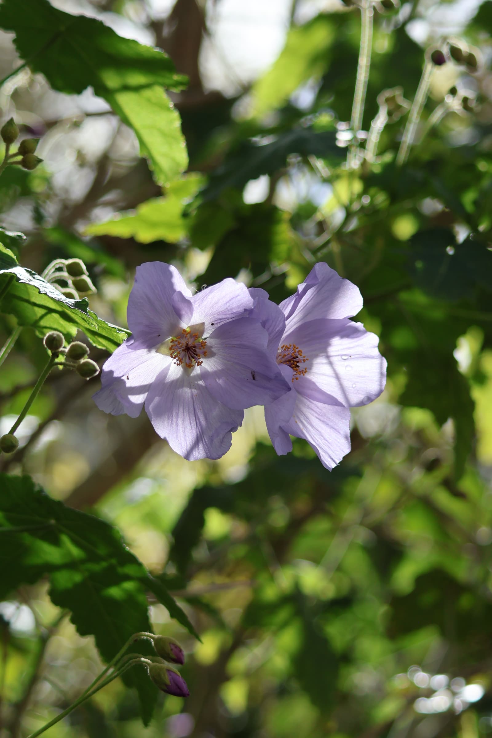 Flower 34