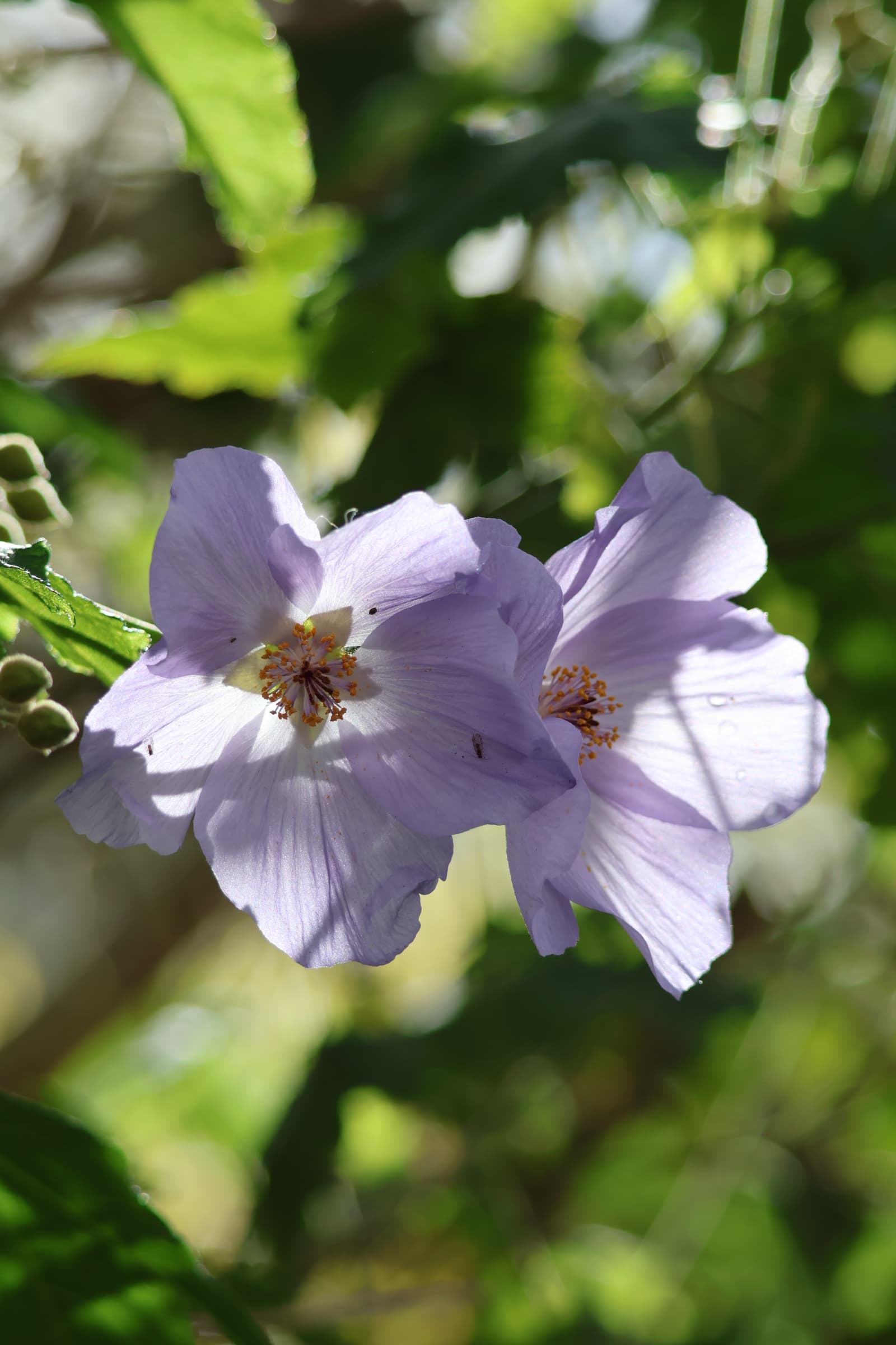 Flower 270