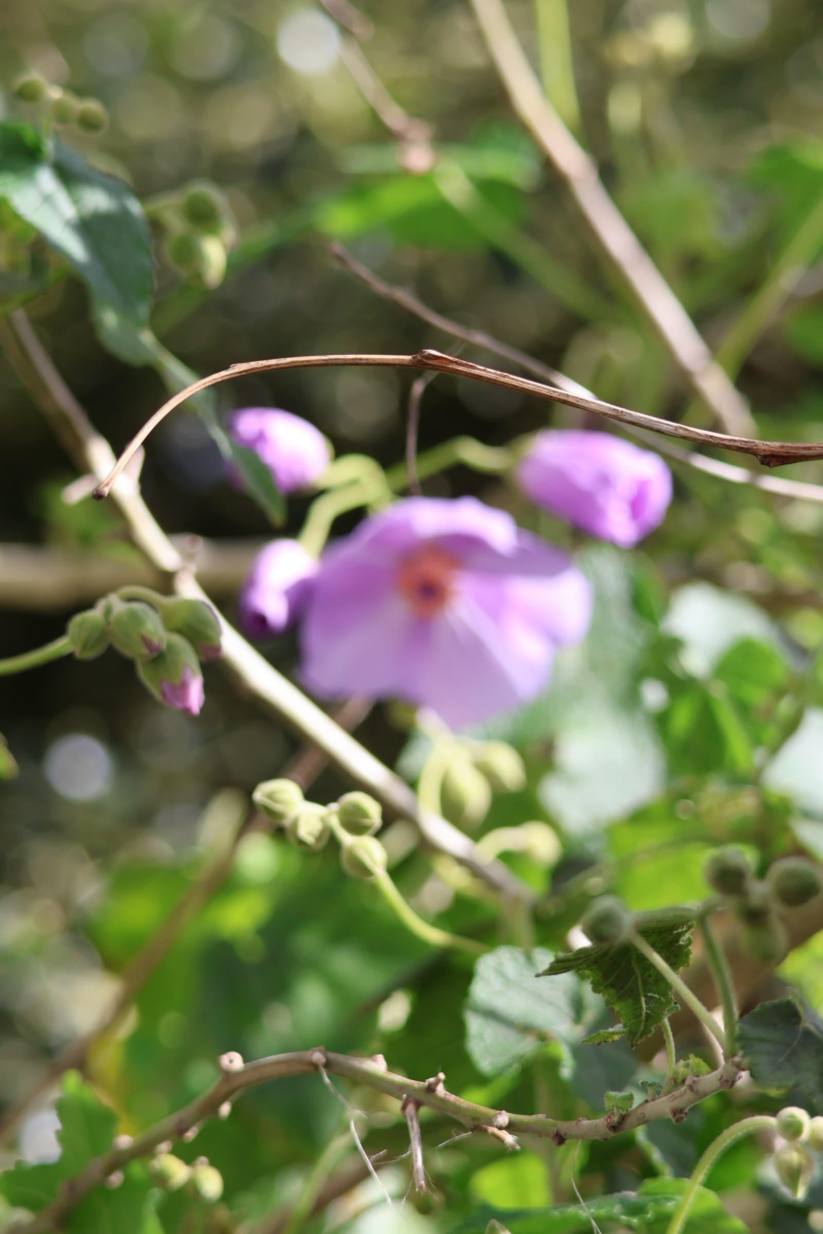Flower 480