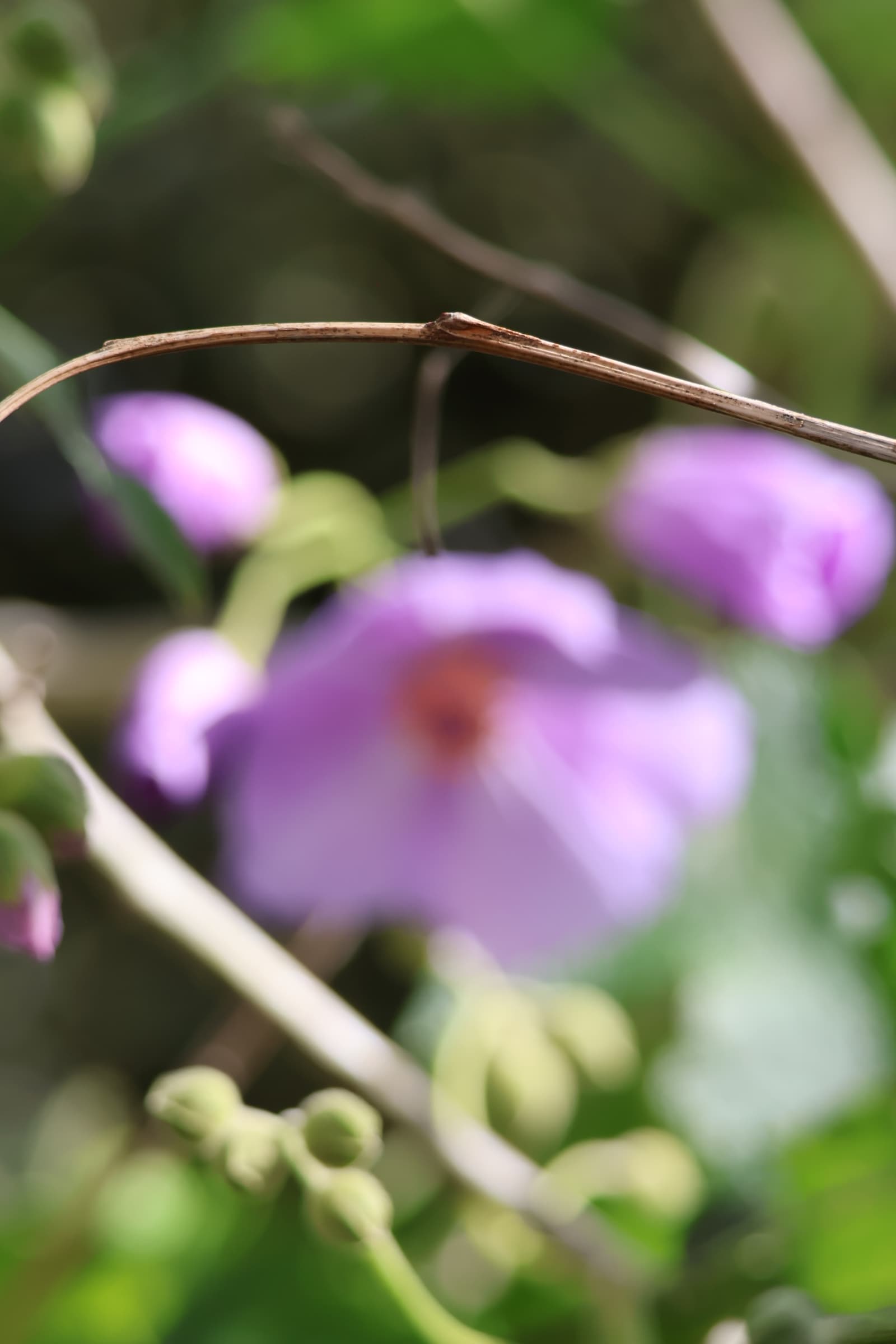 Flower 493