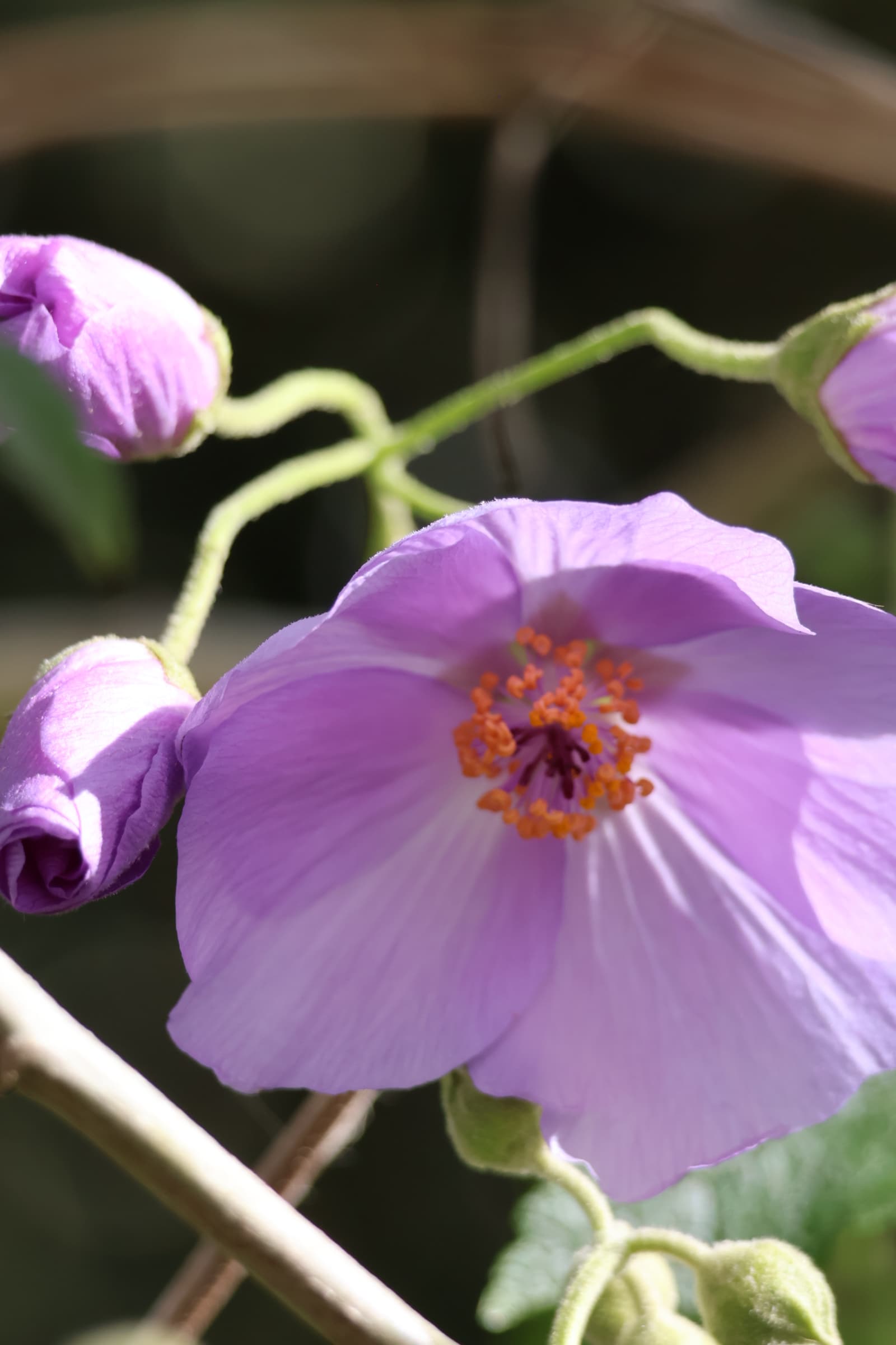 Flower 389