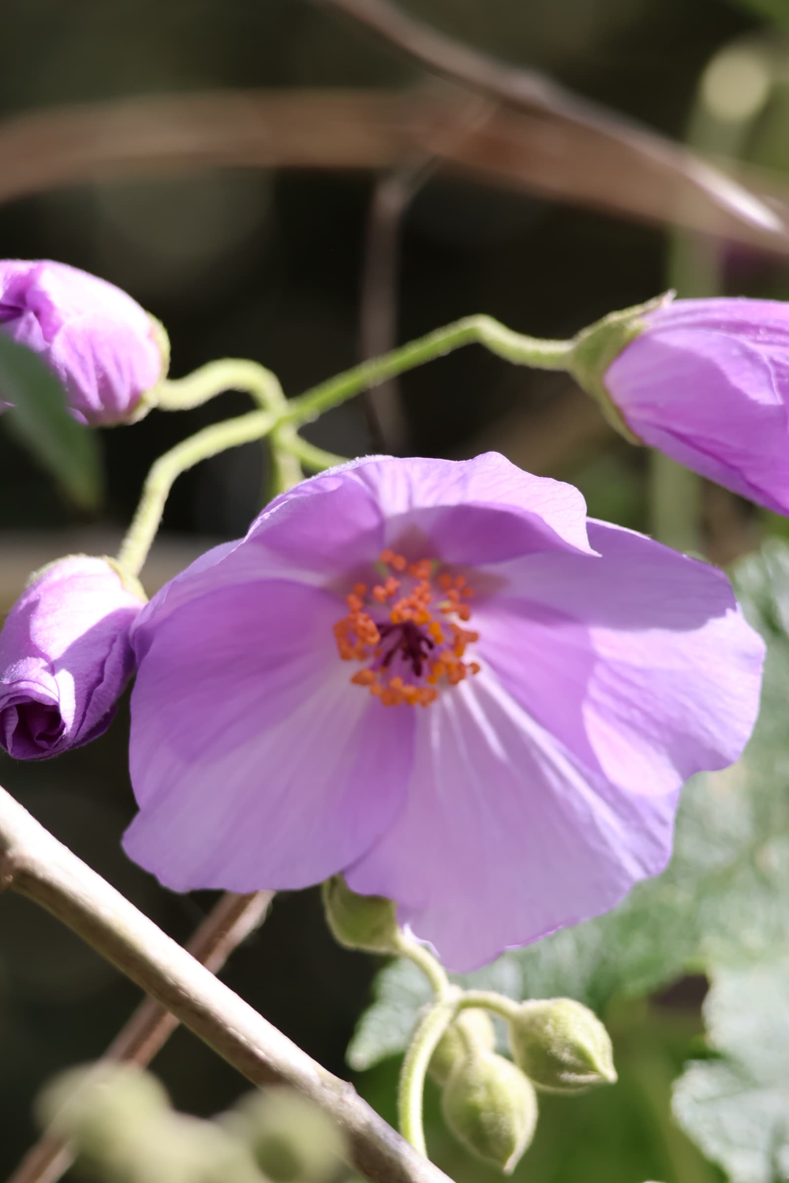 Flower 485