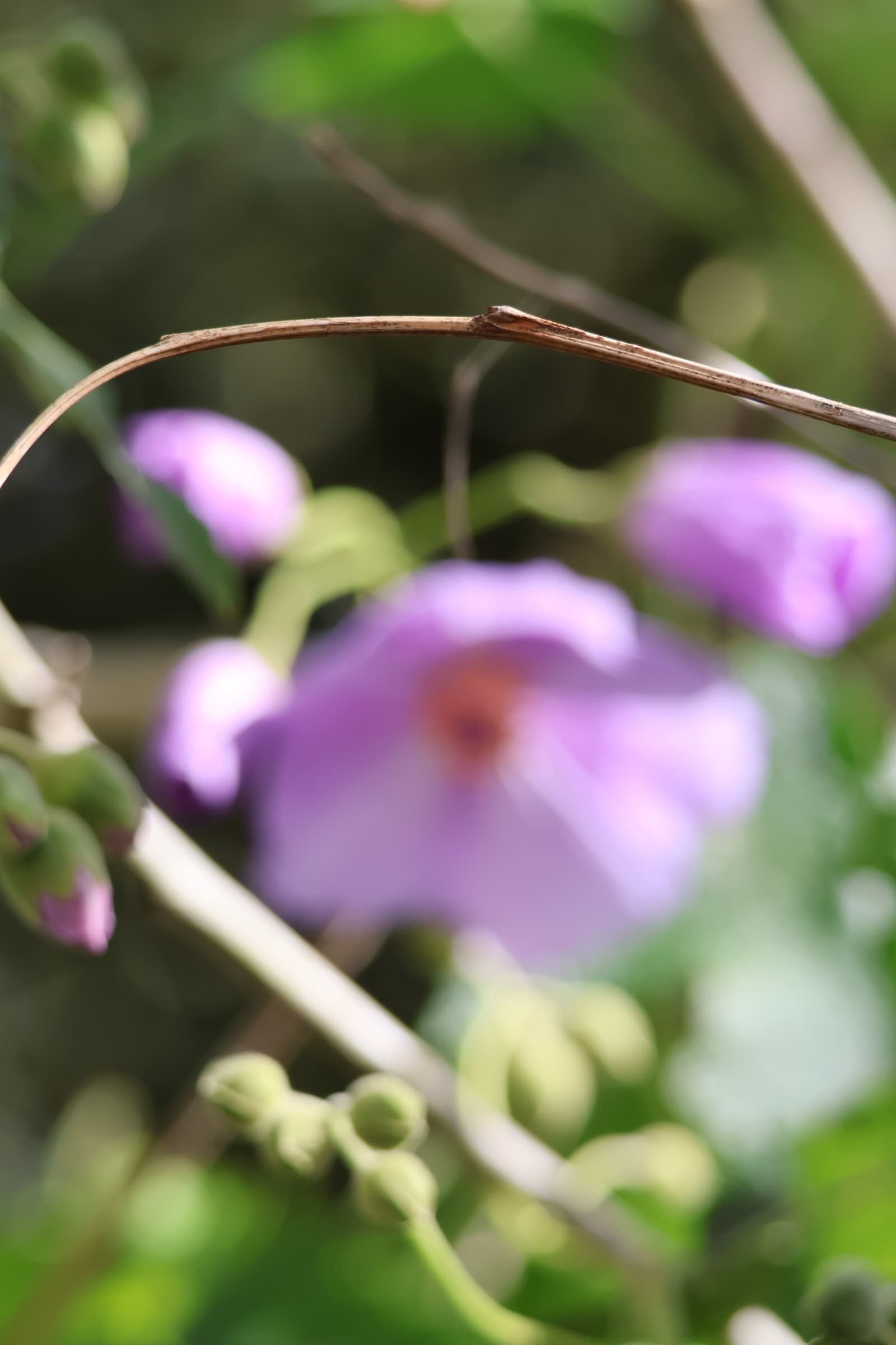 Flower 444