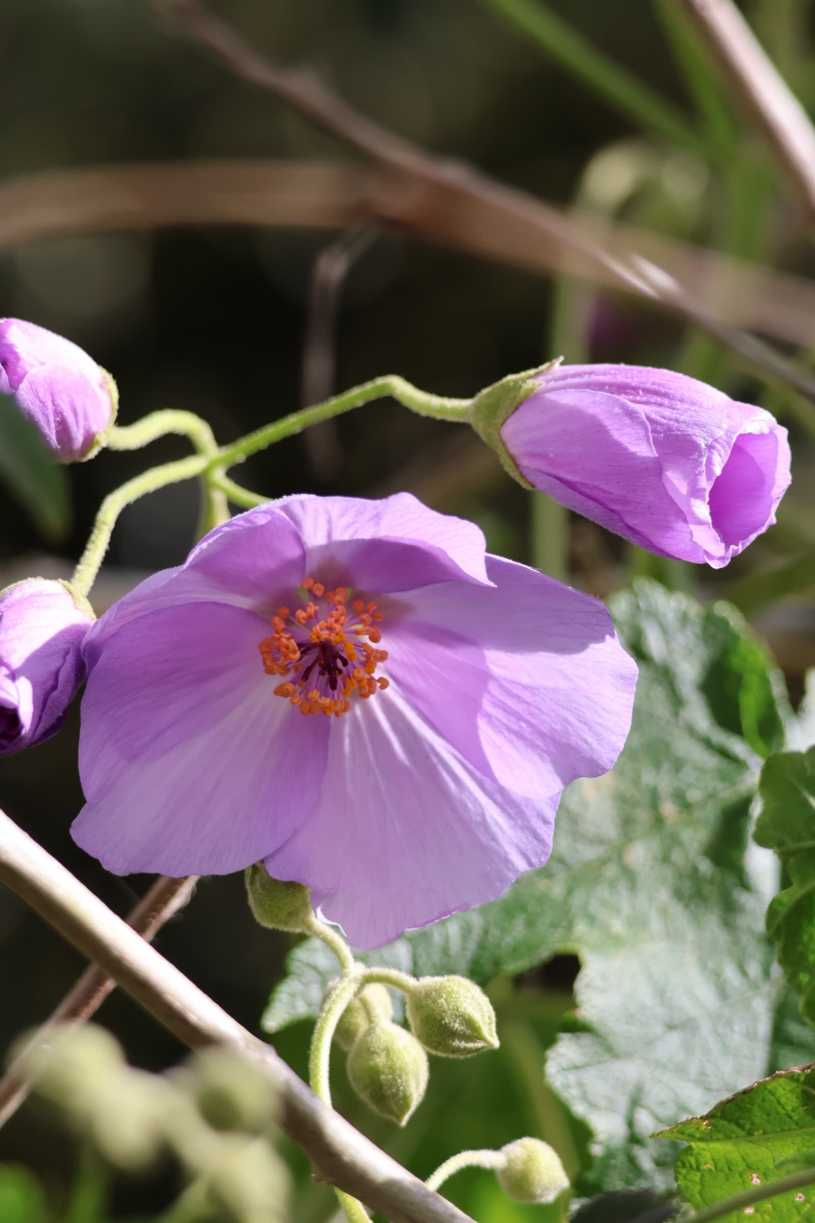 Flower 408