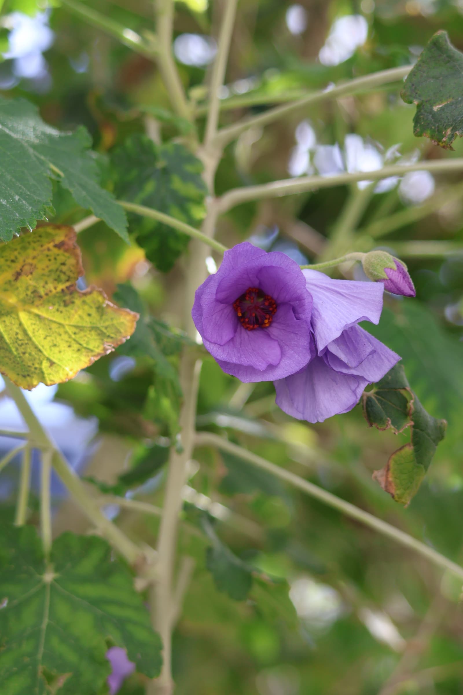 Flower 196