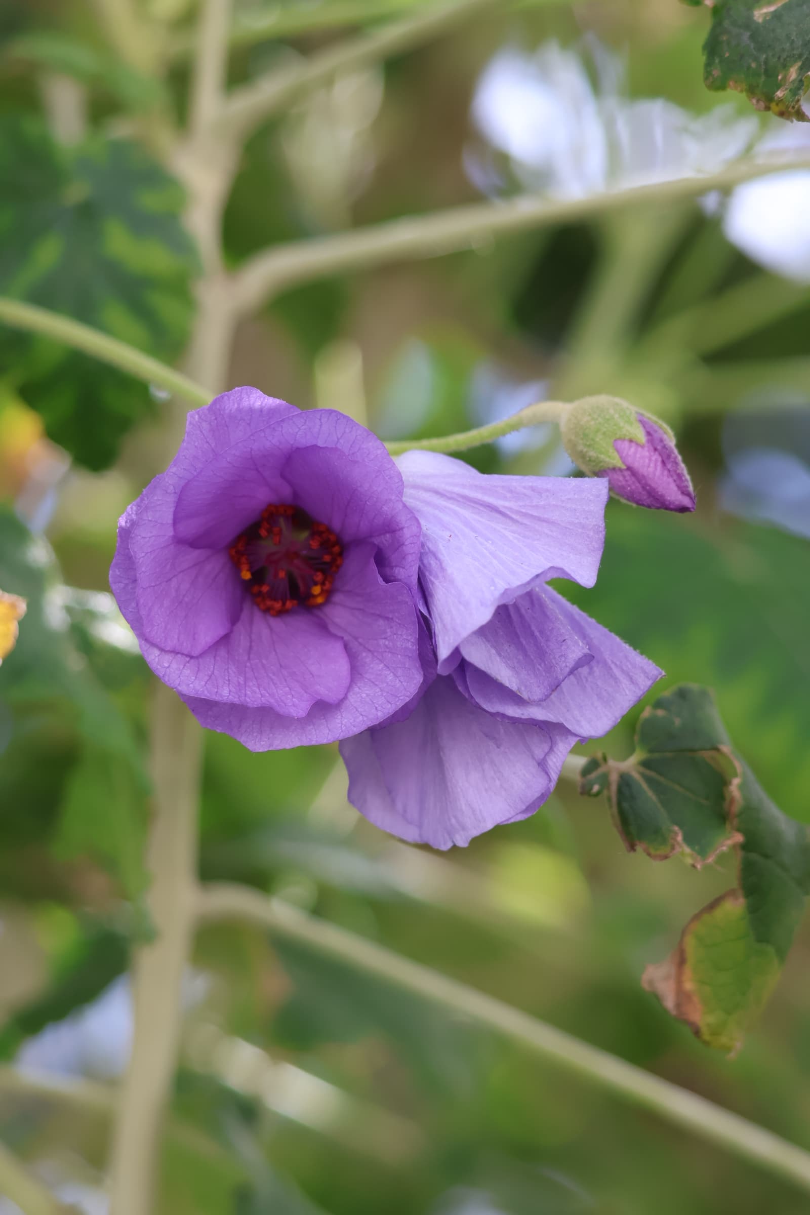 Flower 464