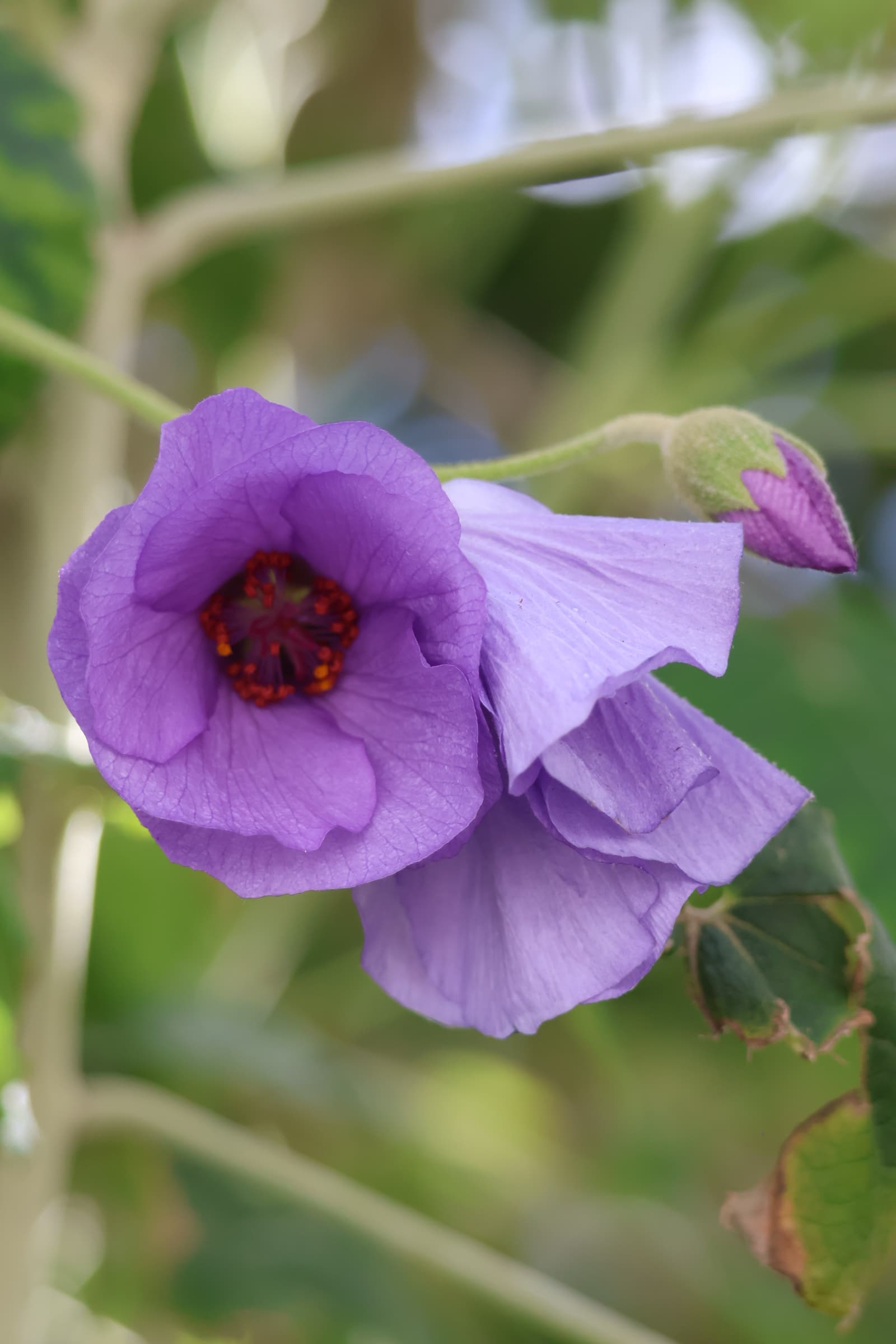 Flower 81