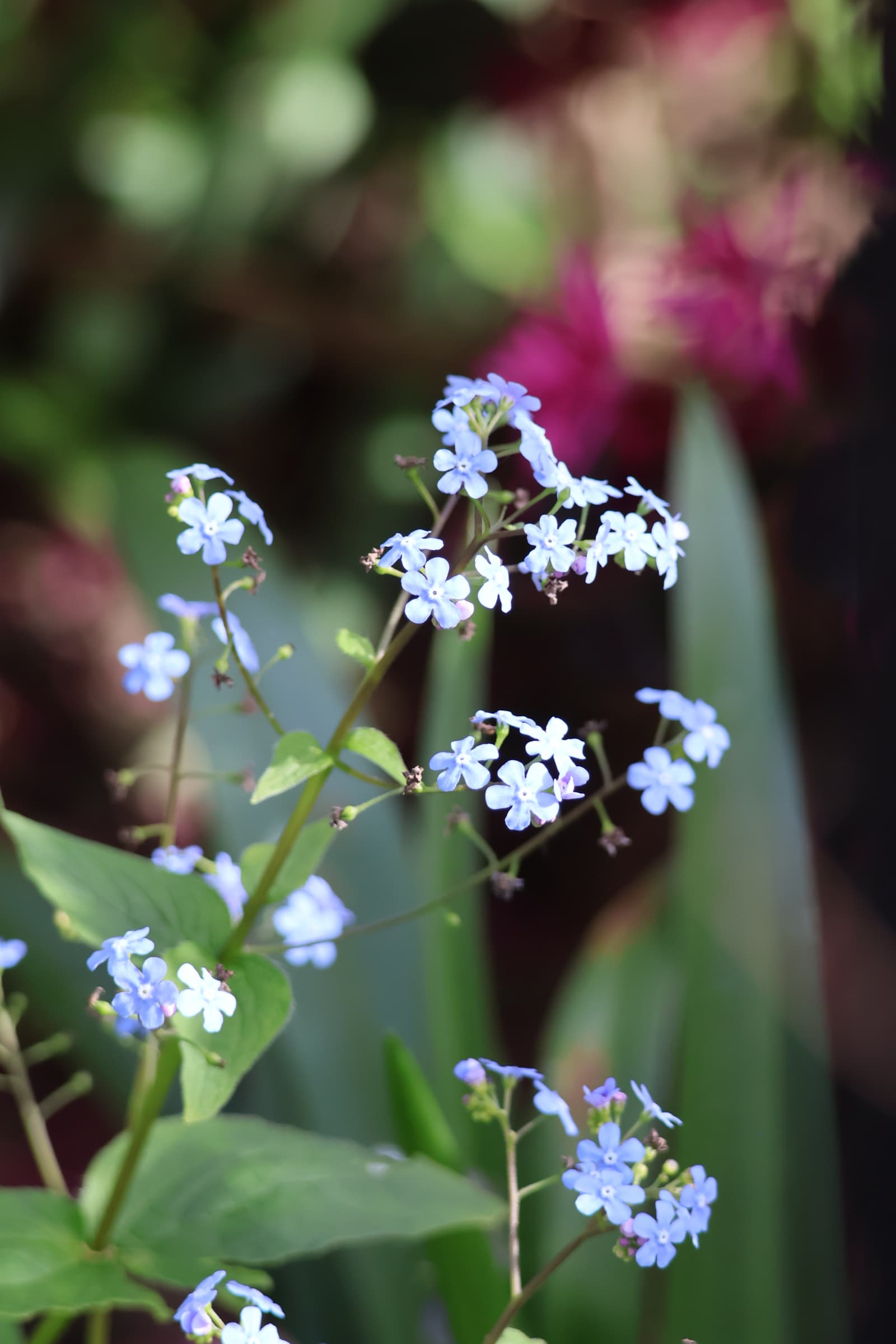 Flower 150