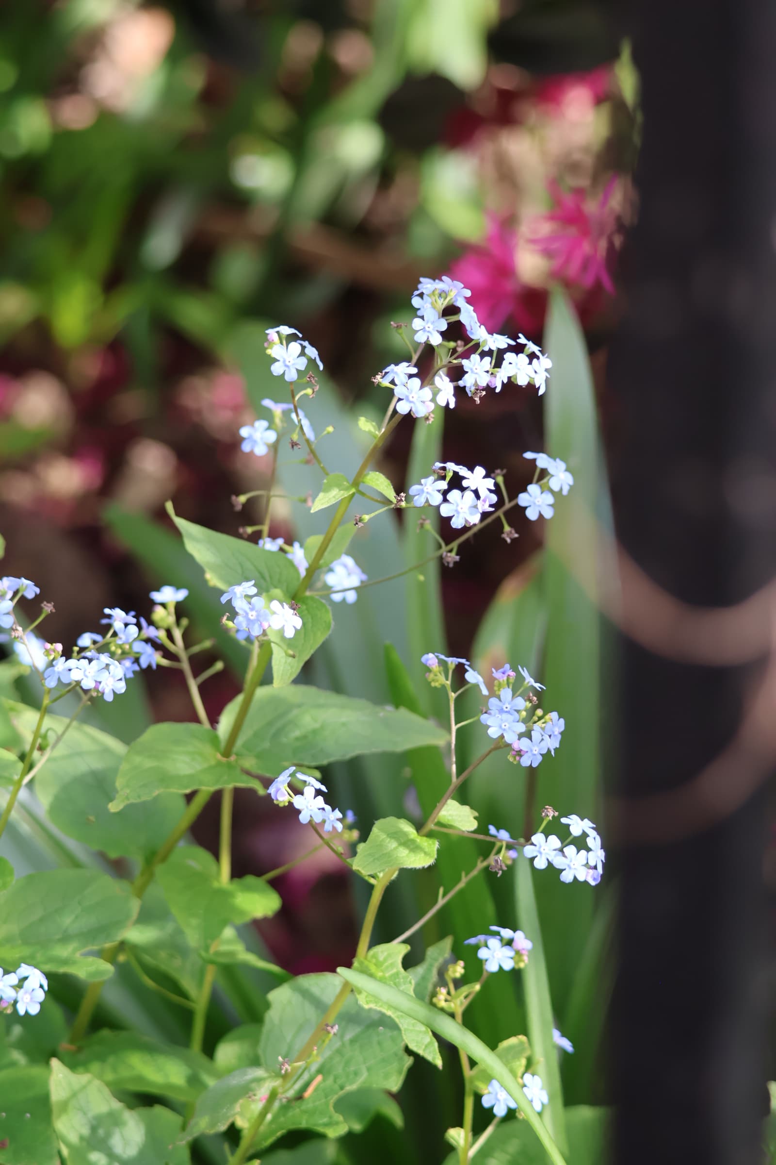 Flower 405