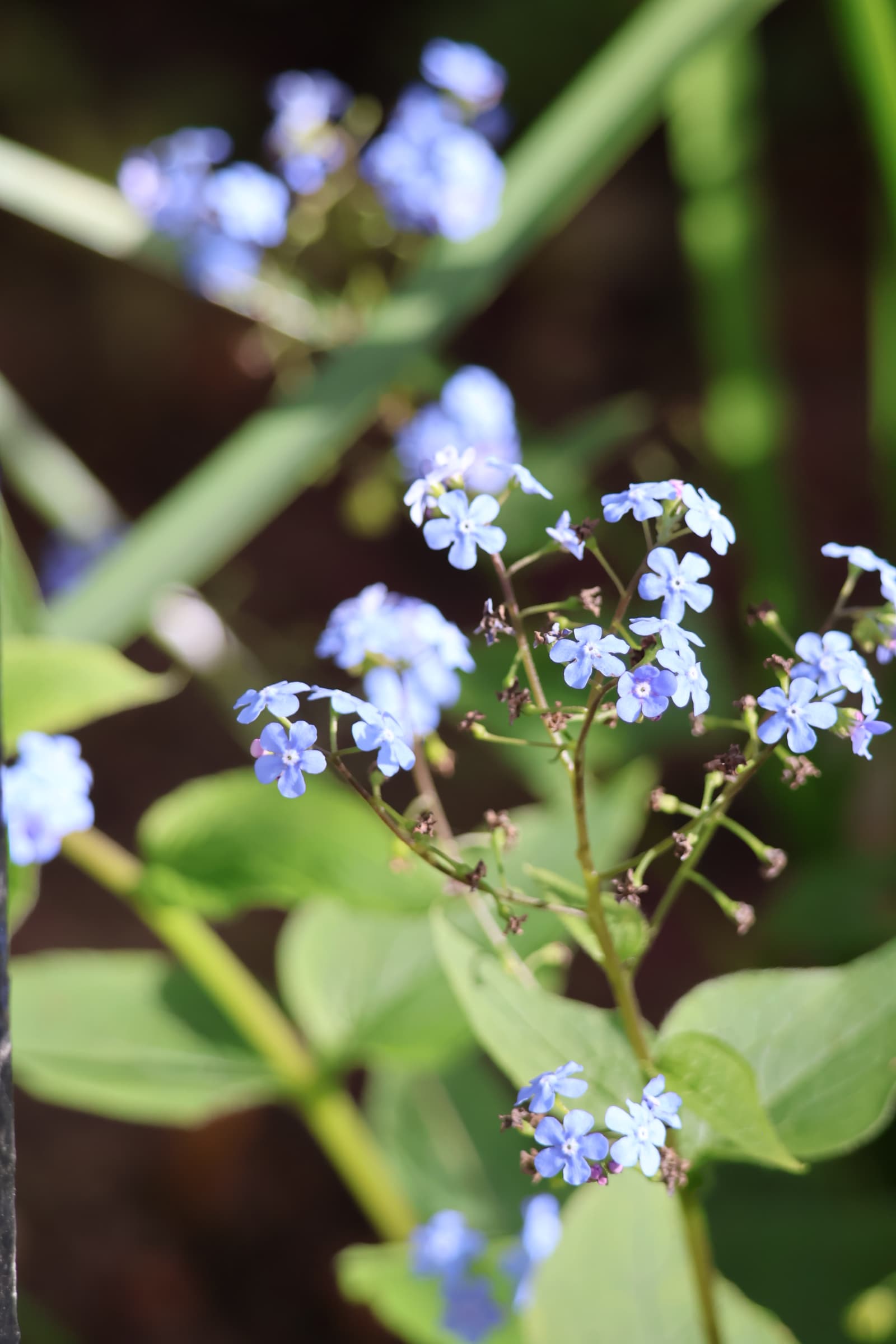 Flower 170