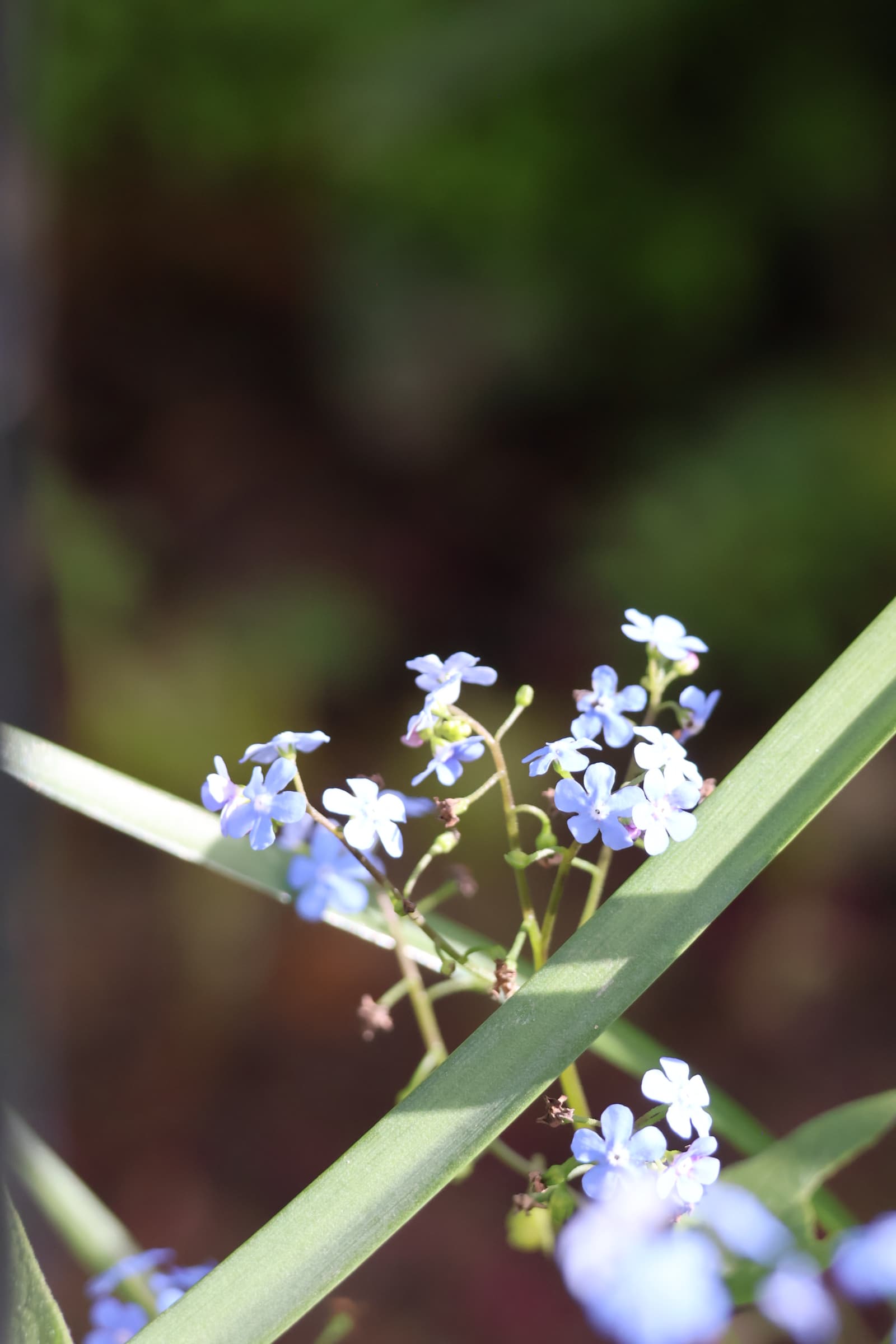 Flower 124