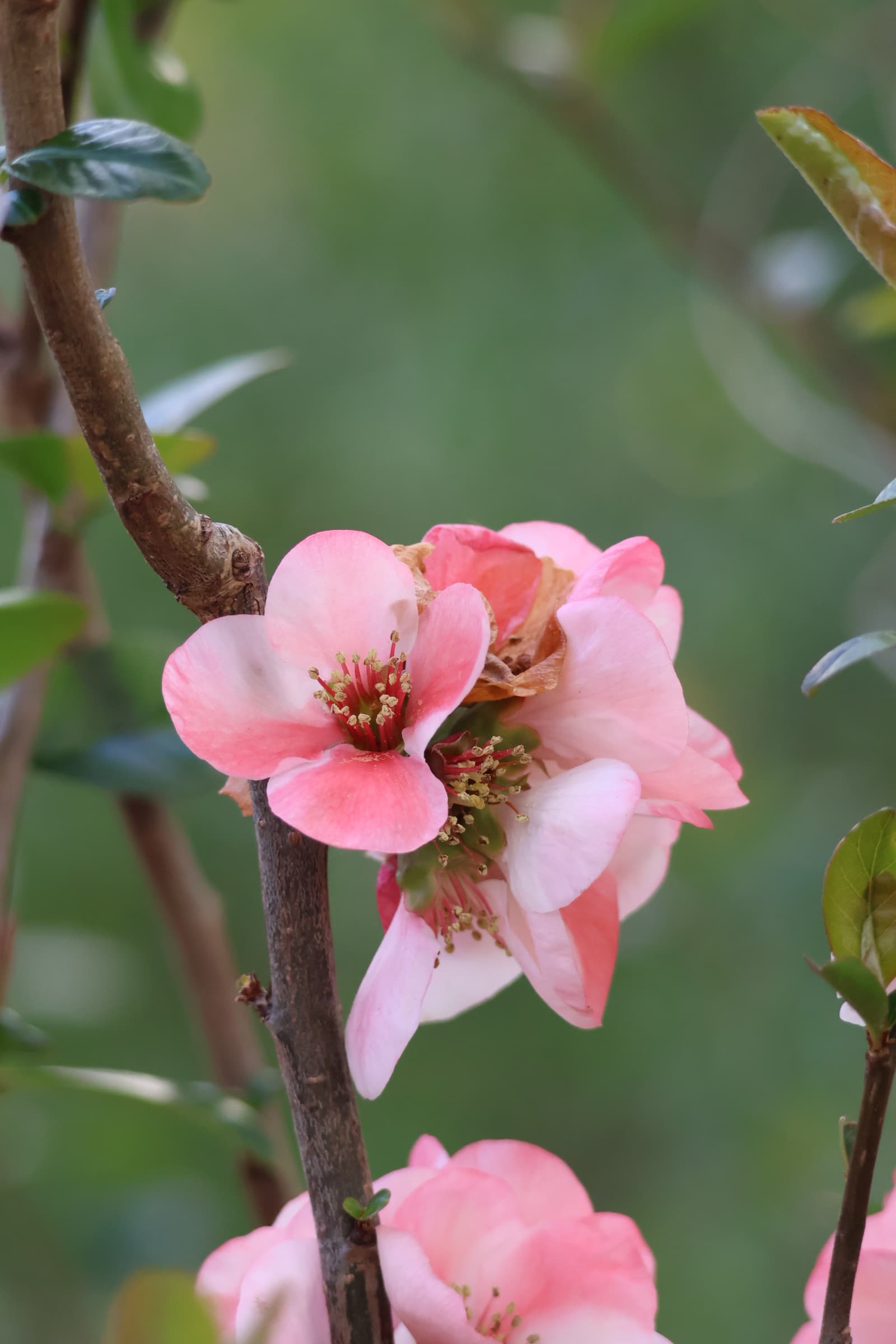 Flower 68