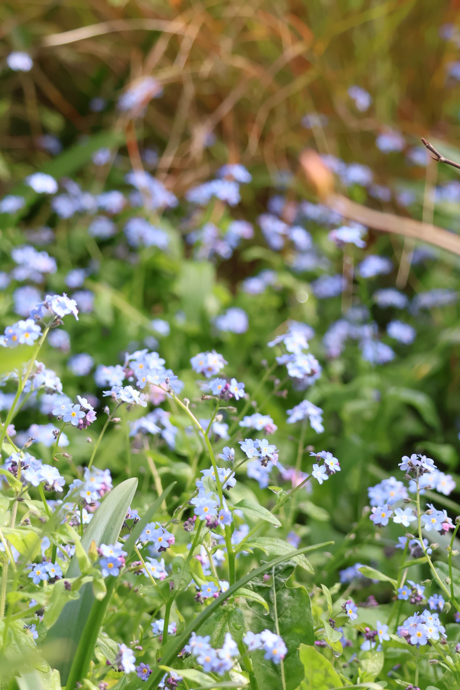 Flower 253