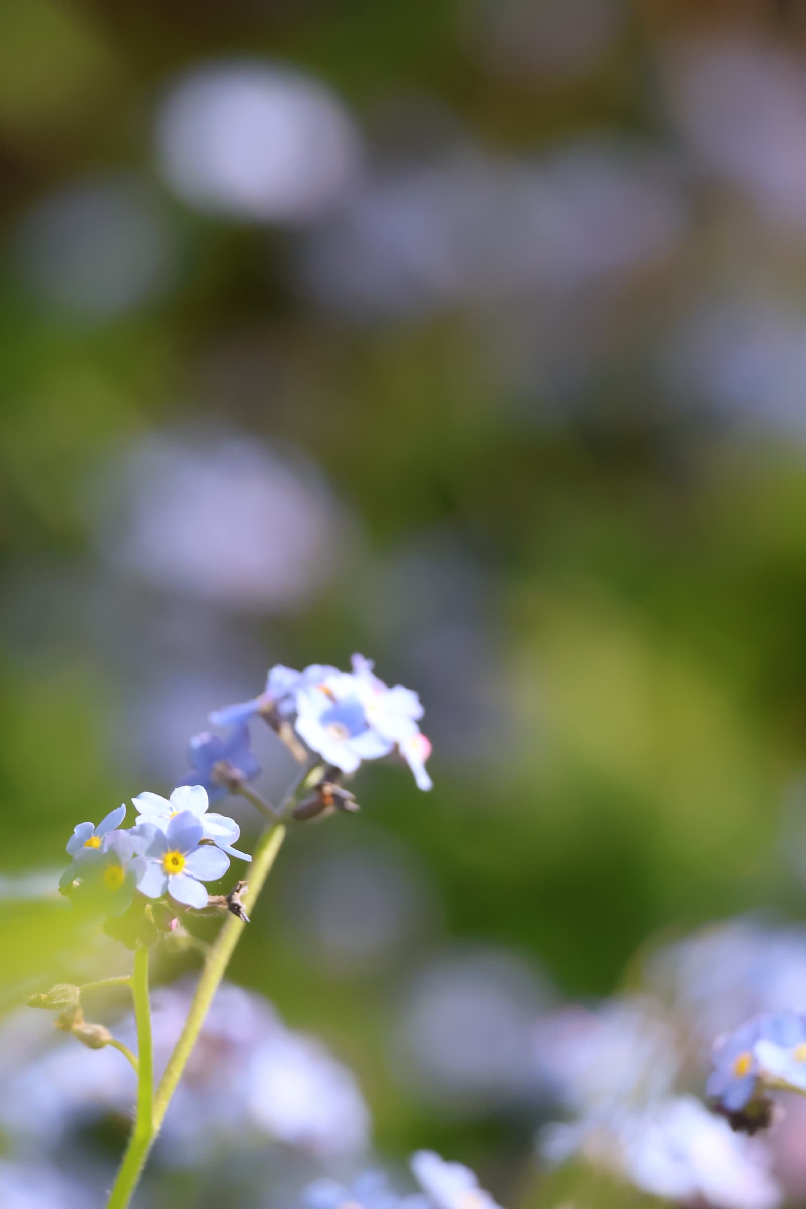 Flower 331