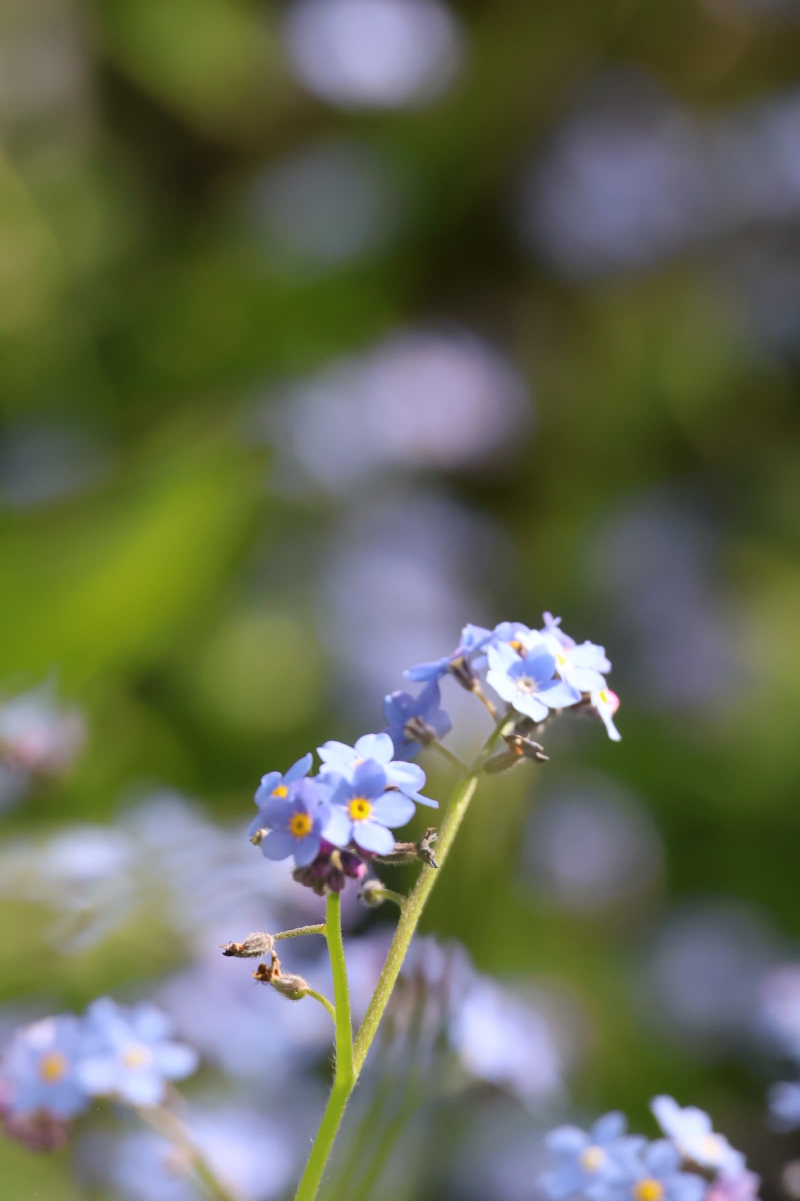 Flower 101