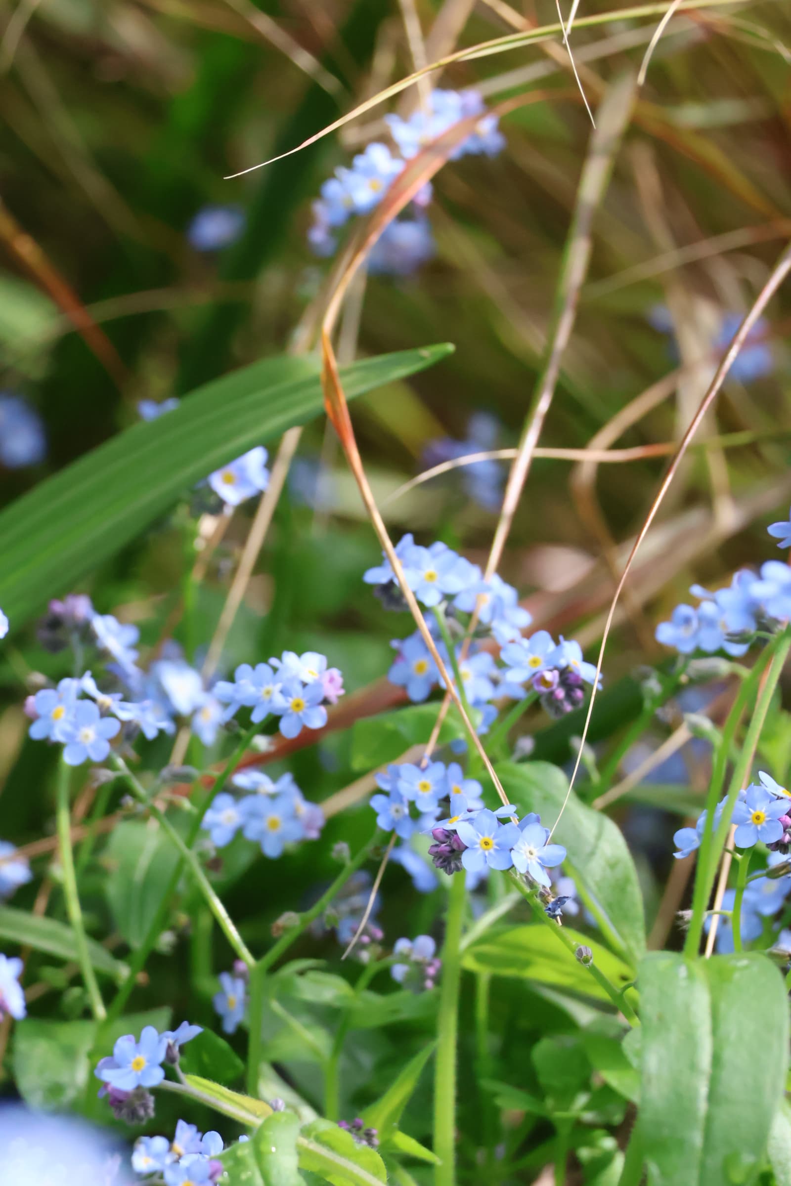 Flower 50